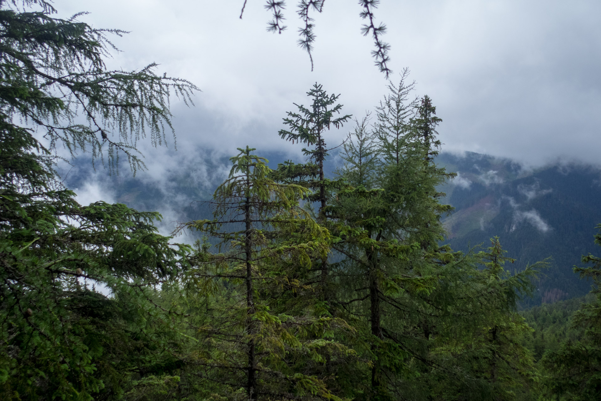 Krakova hoľa od ATC Bystrina (Nízke Tatry)