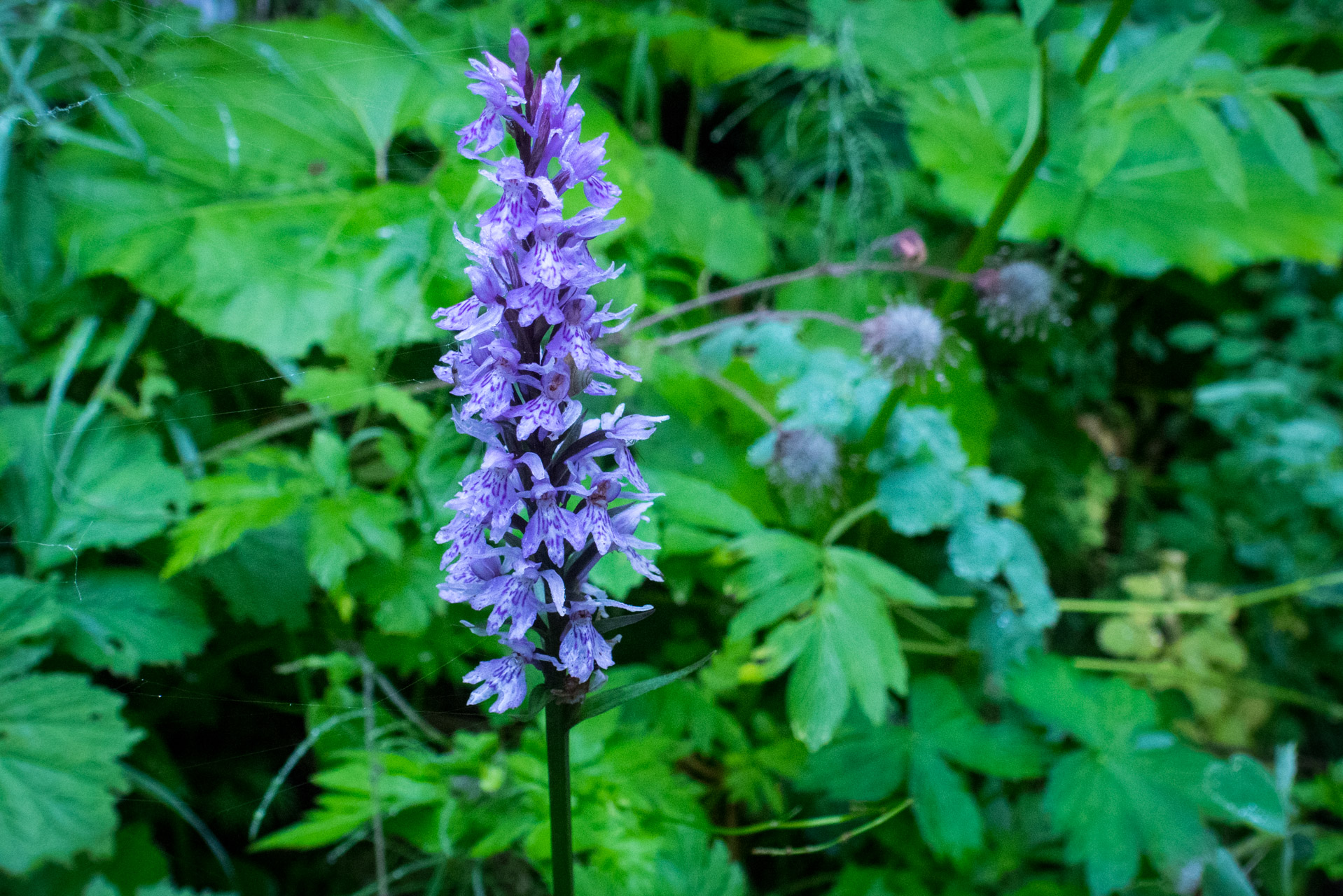 Krakova hoľa od Stanišovskej doliny, ústie (Nízke Tatry)