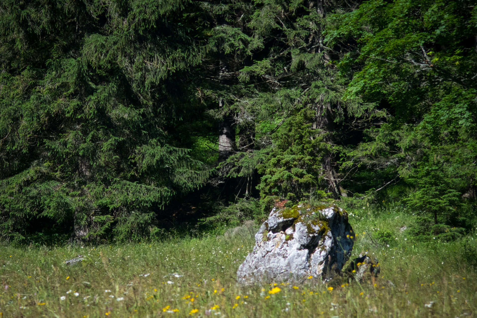 Krakova hoľa od Stanišovskej doliny, ústie (Nízke Tatry)