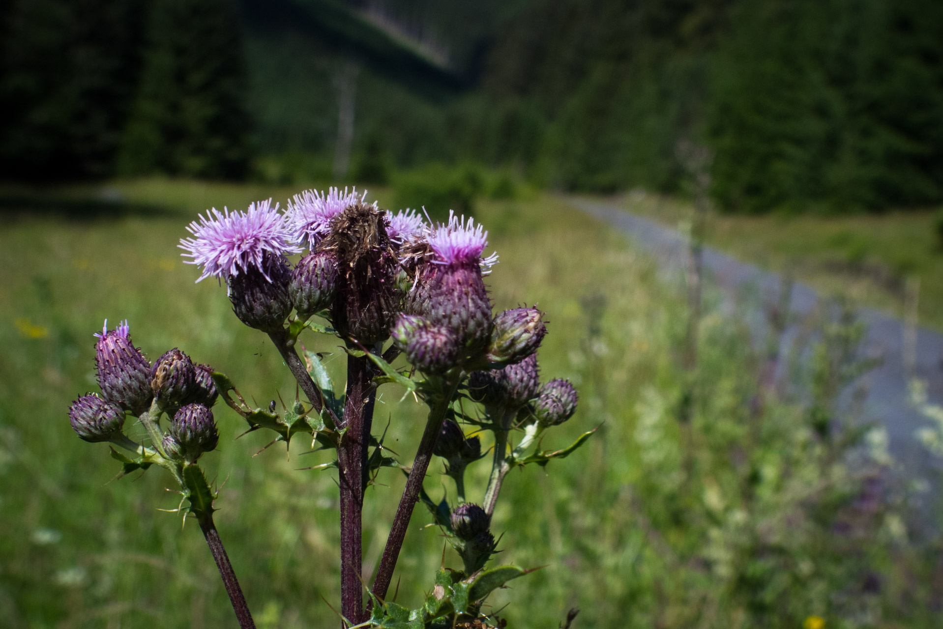 Krakova hoľa od Stanišovskej doliny, ústie (Nízke Tatry)