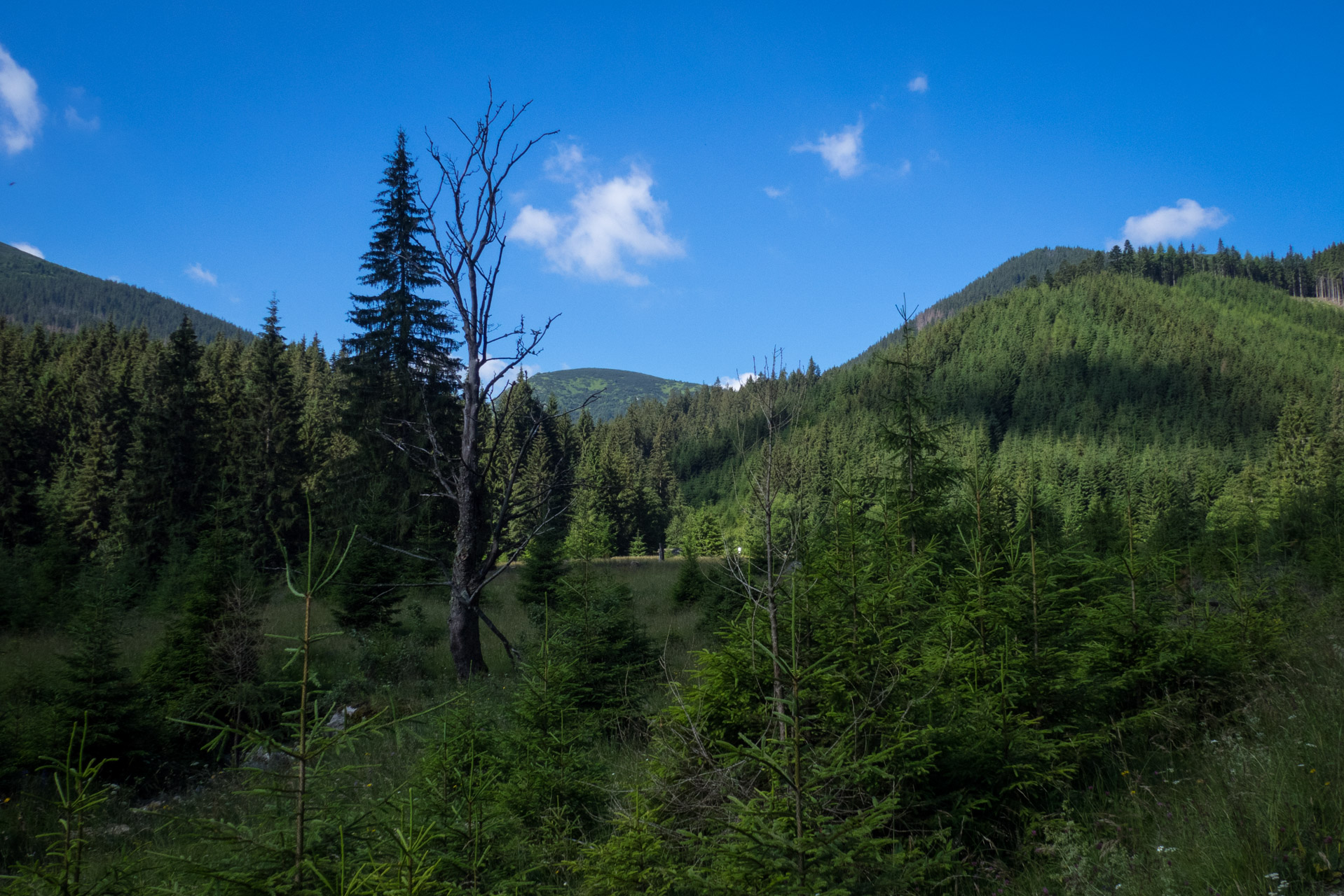 Krakova hoľa od Stanišovskej doliny, ústie (Nízke Tatry)