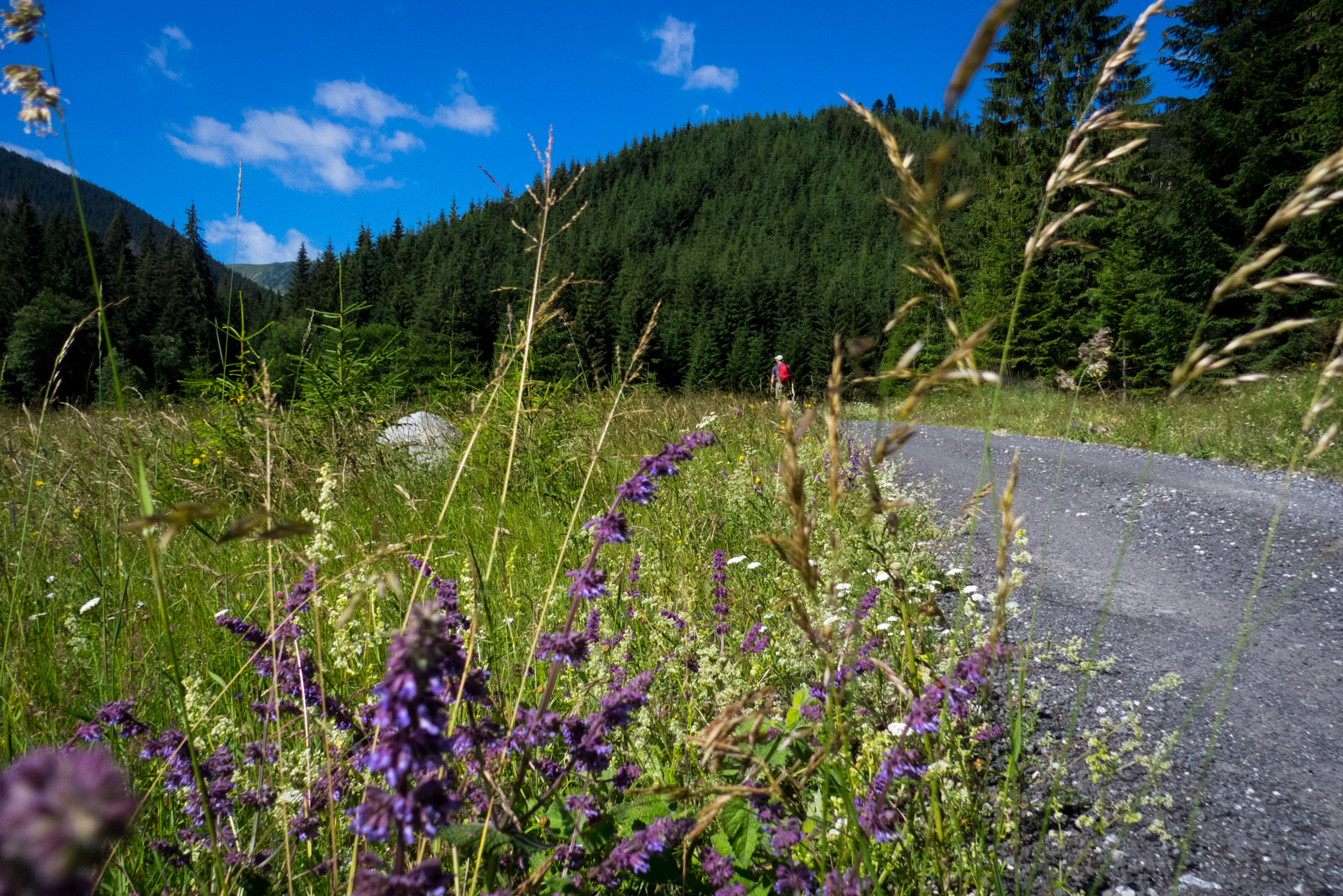 Krakova hoľa od Stanišovskej doliny, ústie (Nízke Tatry)