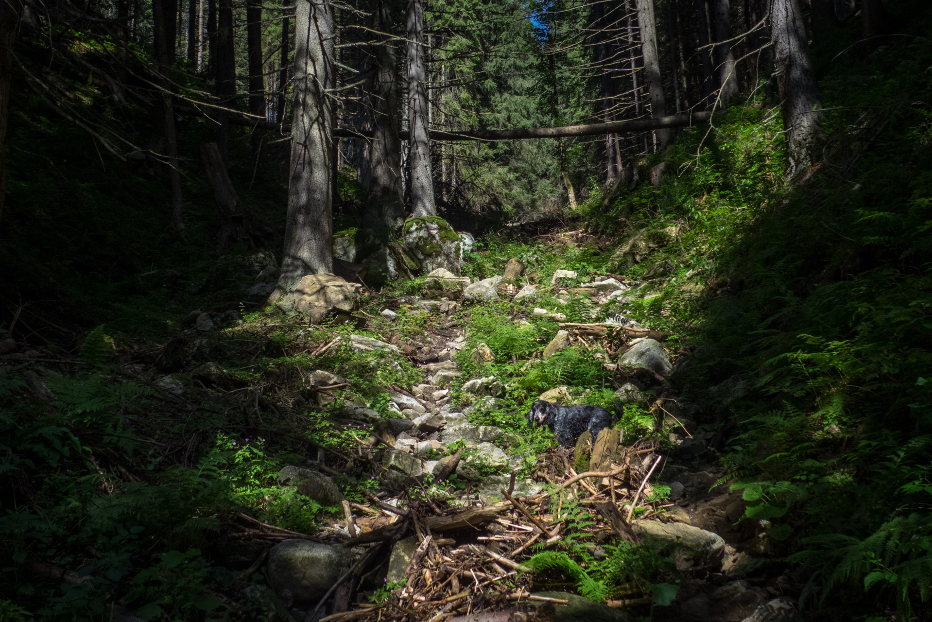 Krakova hoľa od Stanišovskej doliny, ústie (Nízke Tatry)