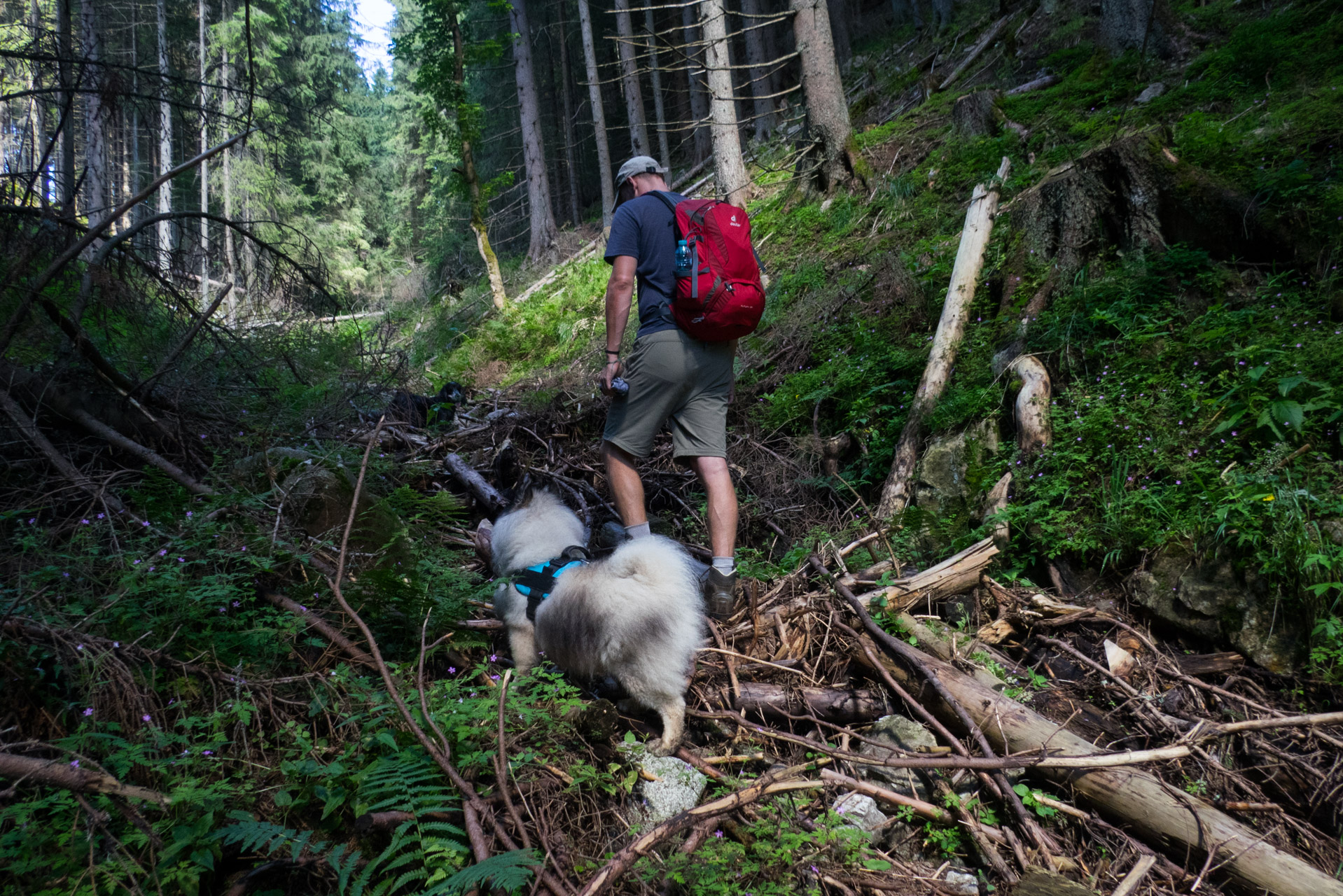 Krakova hoľa od Stanišovskej doliny, ústie (Nízke Tatry)