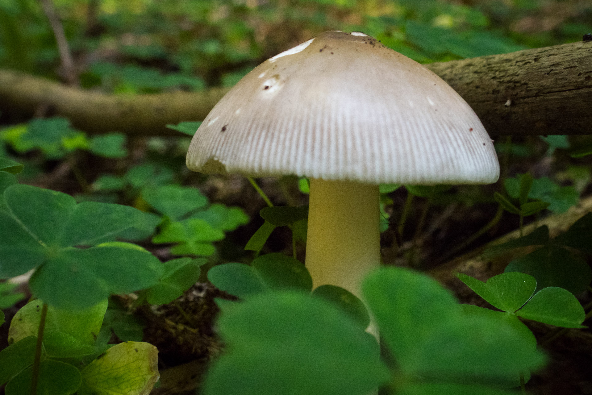 Krakova hoľa od Stanišovskej doliny, ústie (Nízke Tatry)