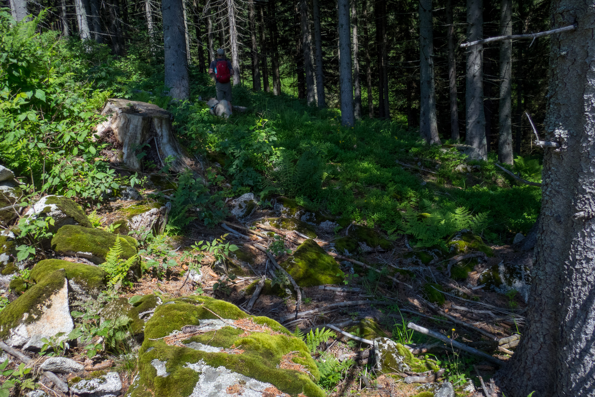 Krakova hoľa od Stanišovskej doliny, ústie (Nízke Tatry)