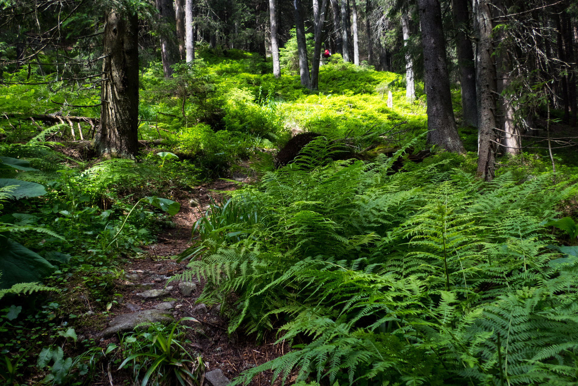 Krakova hoľa od Stanišovskej doliny, ústie (Nízke Tatry)