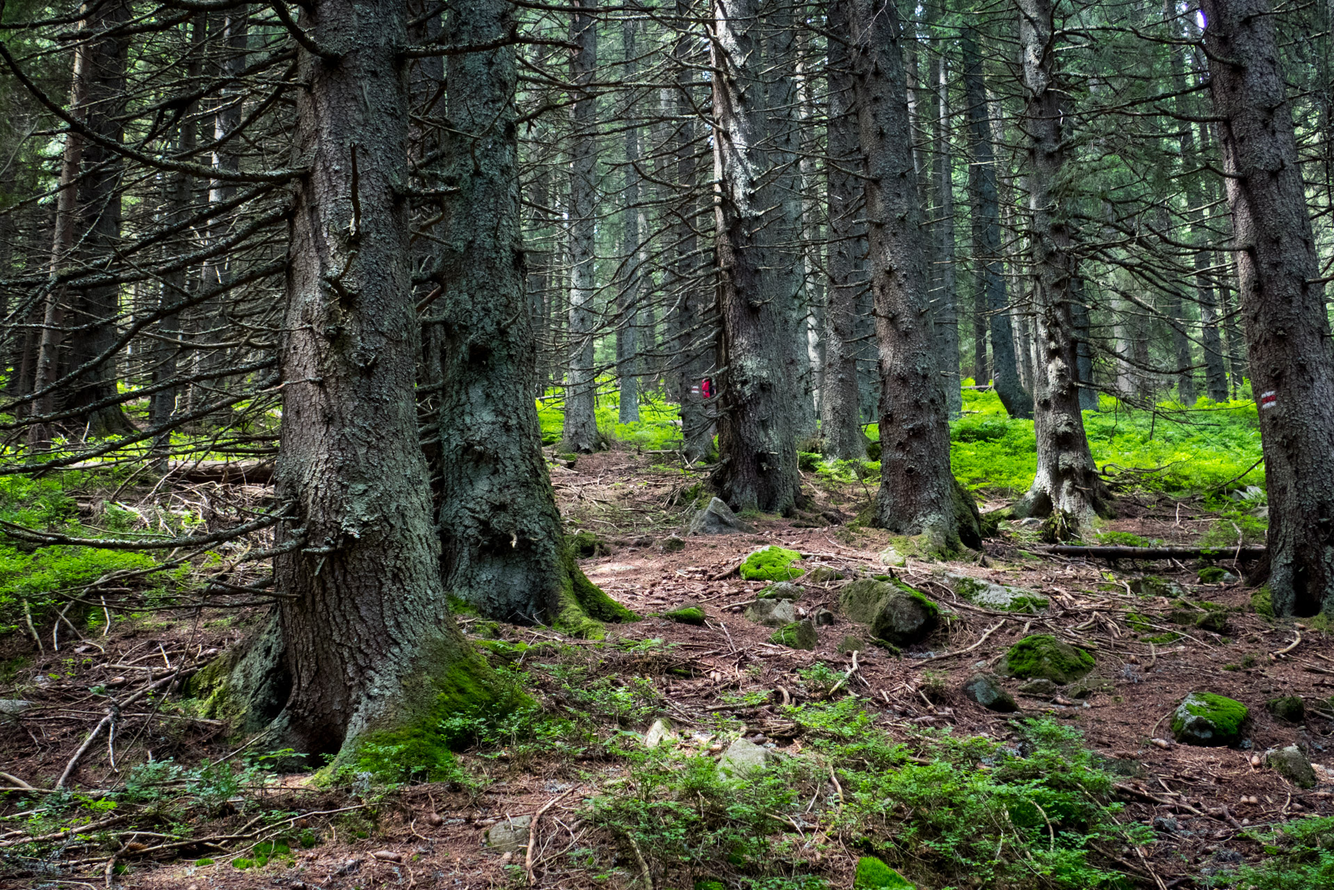 Krakova hoľa od Stanišovskej doliny, ústie (Nízke Tatry)