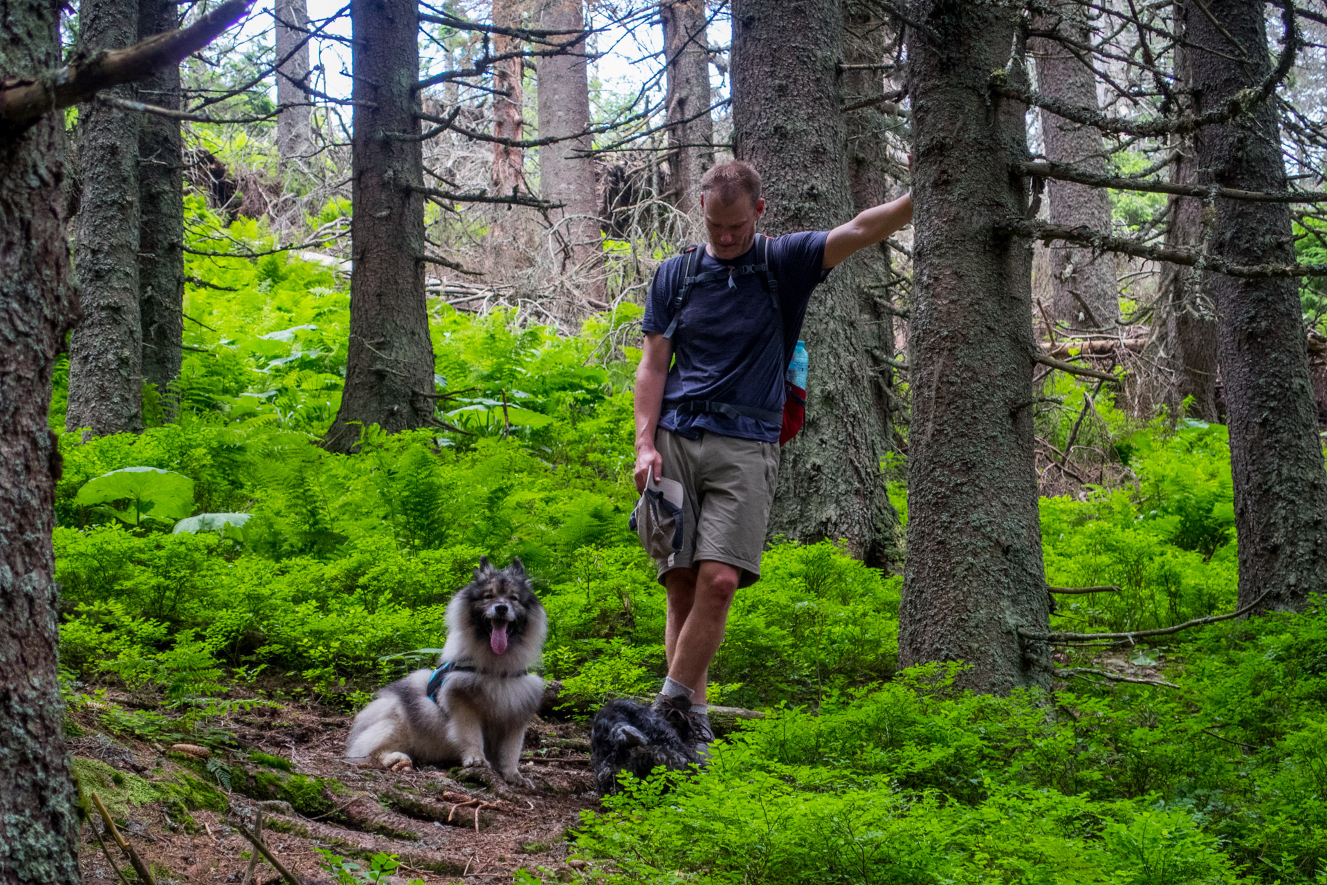 Krakova hoľa od Stanišovskej doliny, ústie (Nízke Tatry)