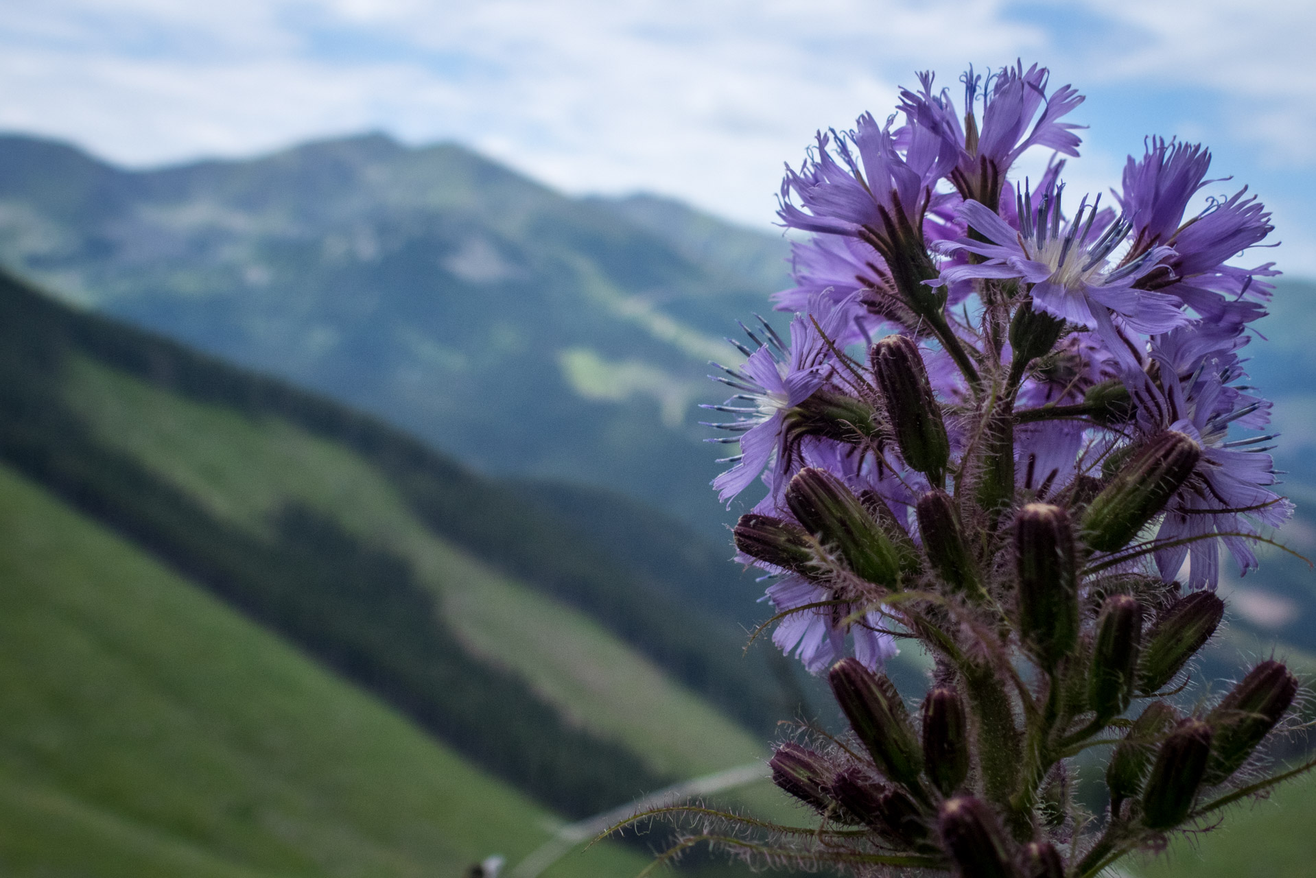 Krakova hoľa od Stanišovskej doliny, ústie (Nízke Tatry)