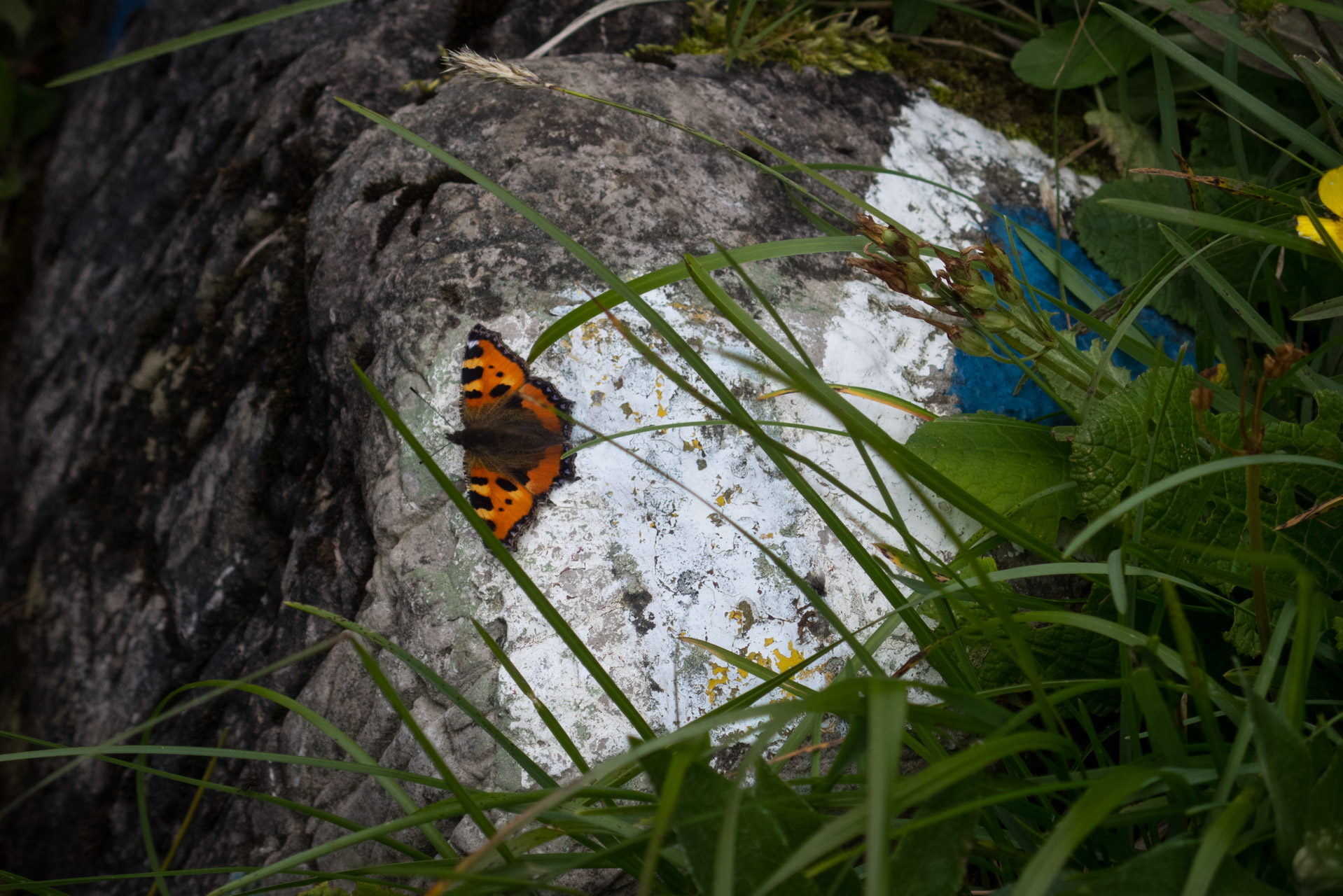 Krakova hoľa od Stanišovskej doliny, ústie (Nízke Tatry)