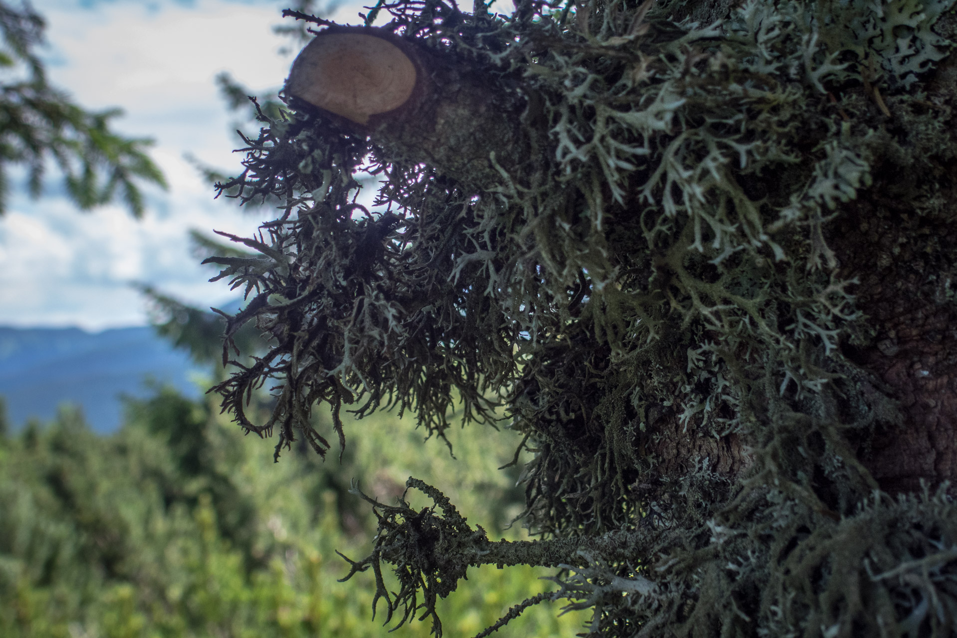 Krakova hoľa od Stanišovskej doliny, ústie (Nízke Tatry)