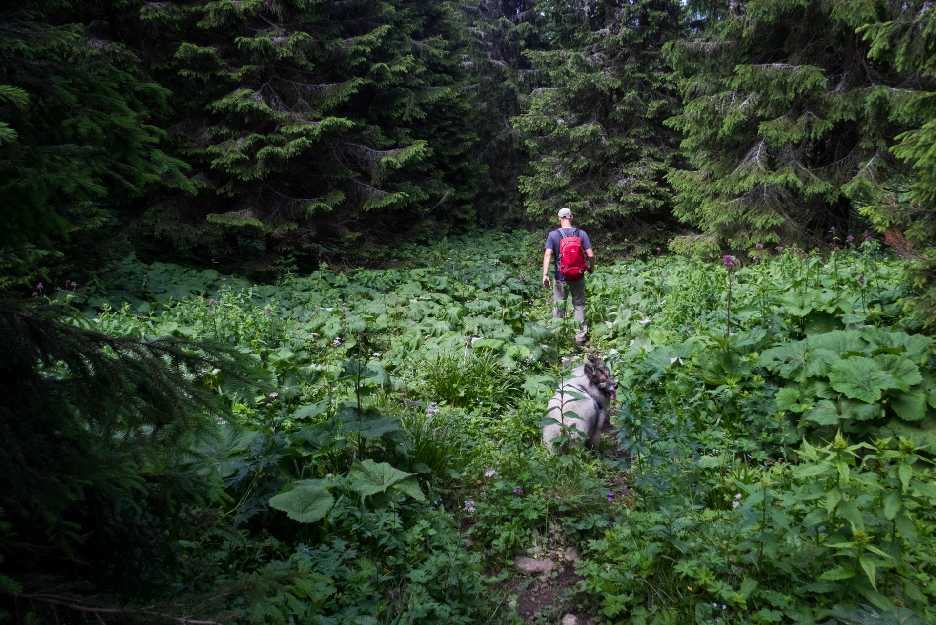 Krakova hoľa od Stanišovskej doliny, ústie (Nízke Tatry)