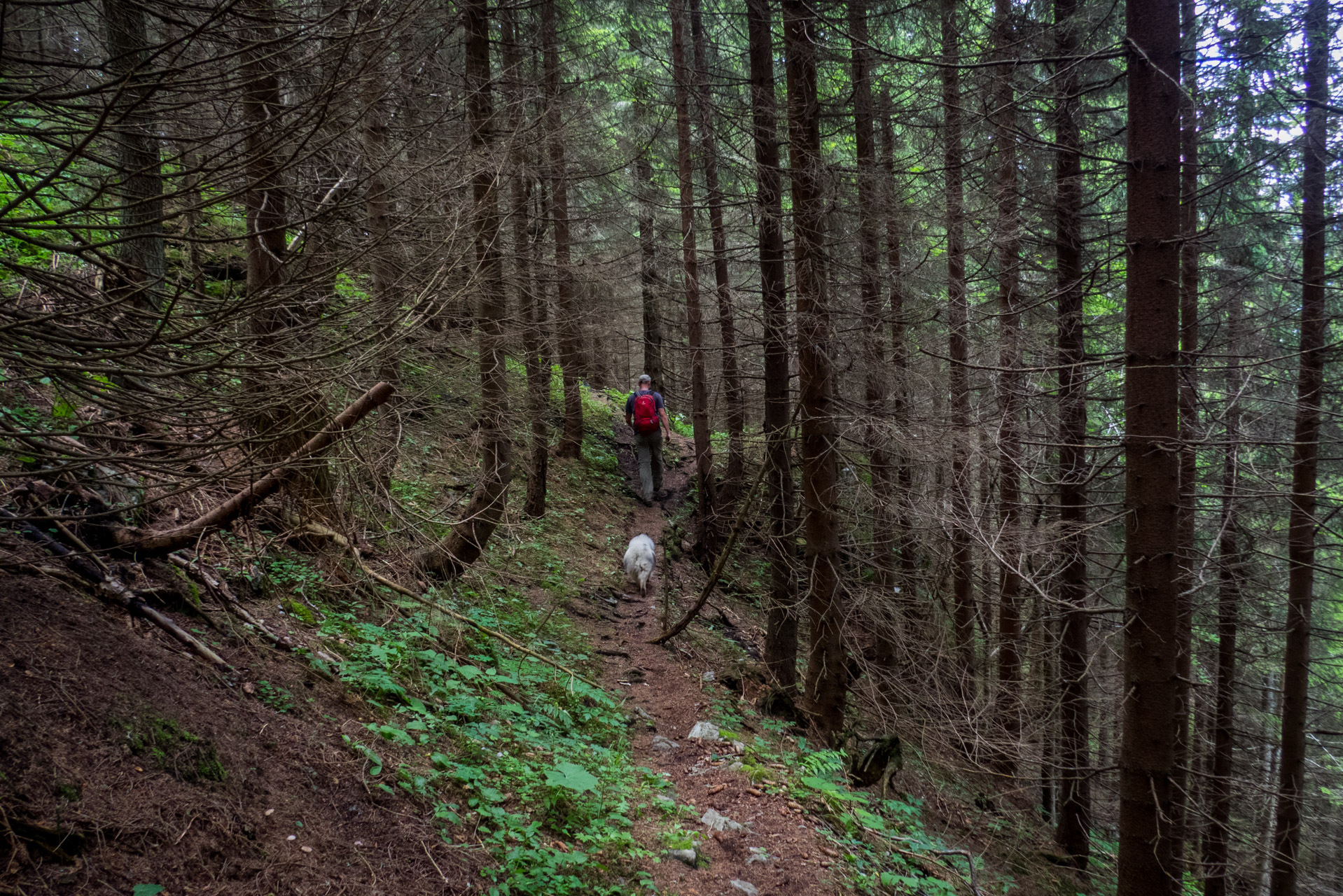 Krakova hoľa od Stanišovskej doliny, ústie (Nízke Tatry)