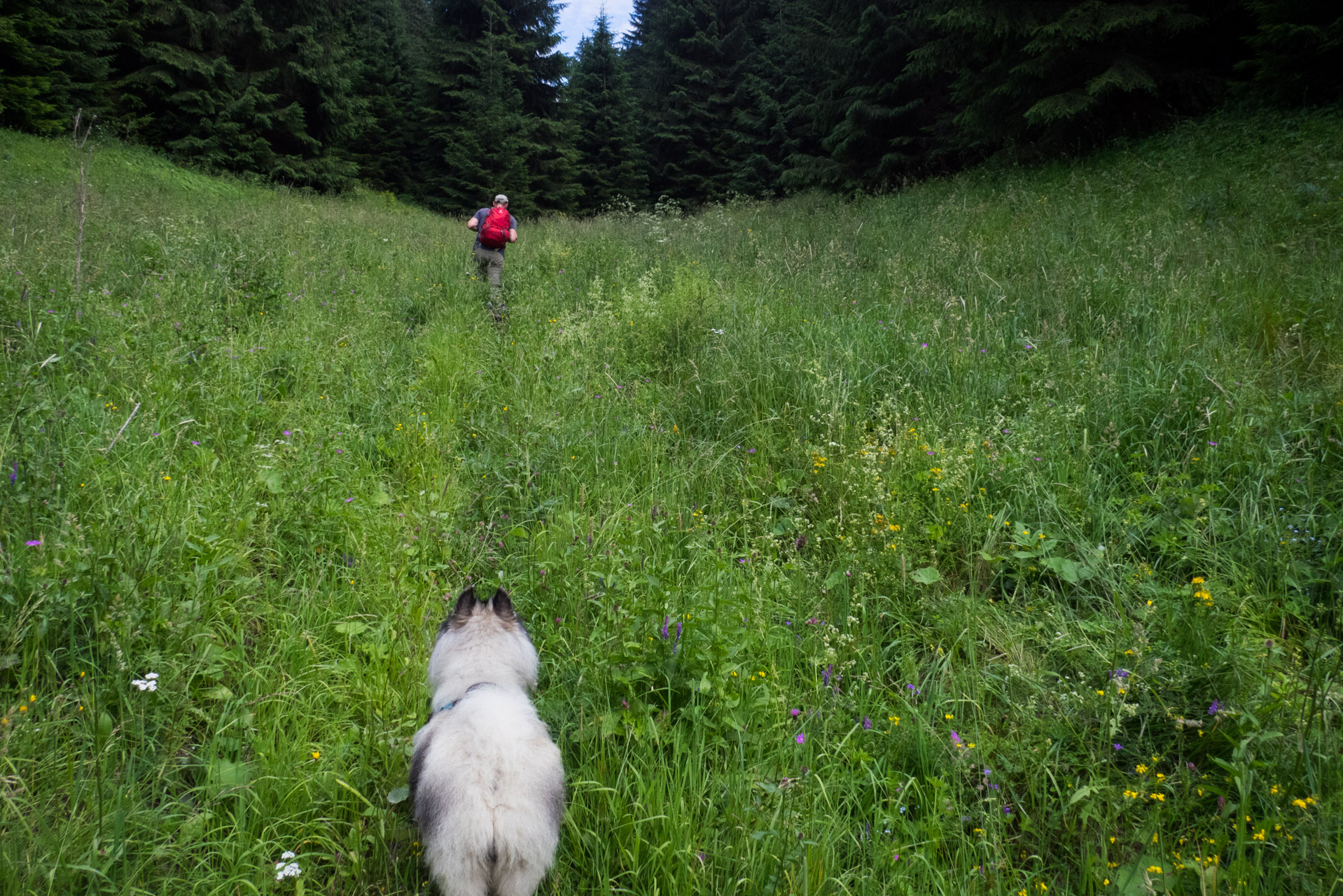 Krakova hoľa od Stanišovskej doliny, ústie (Nízke Tatry)