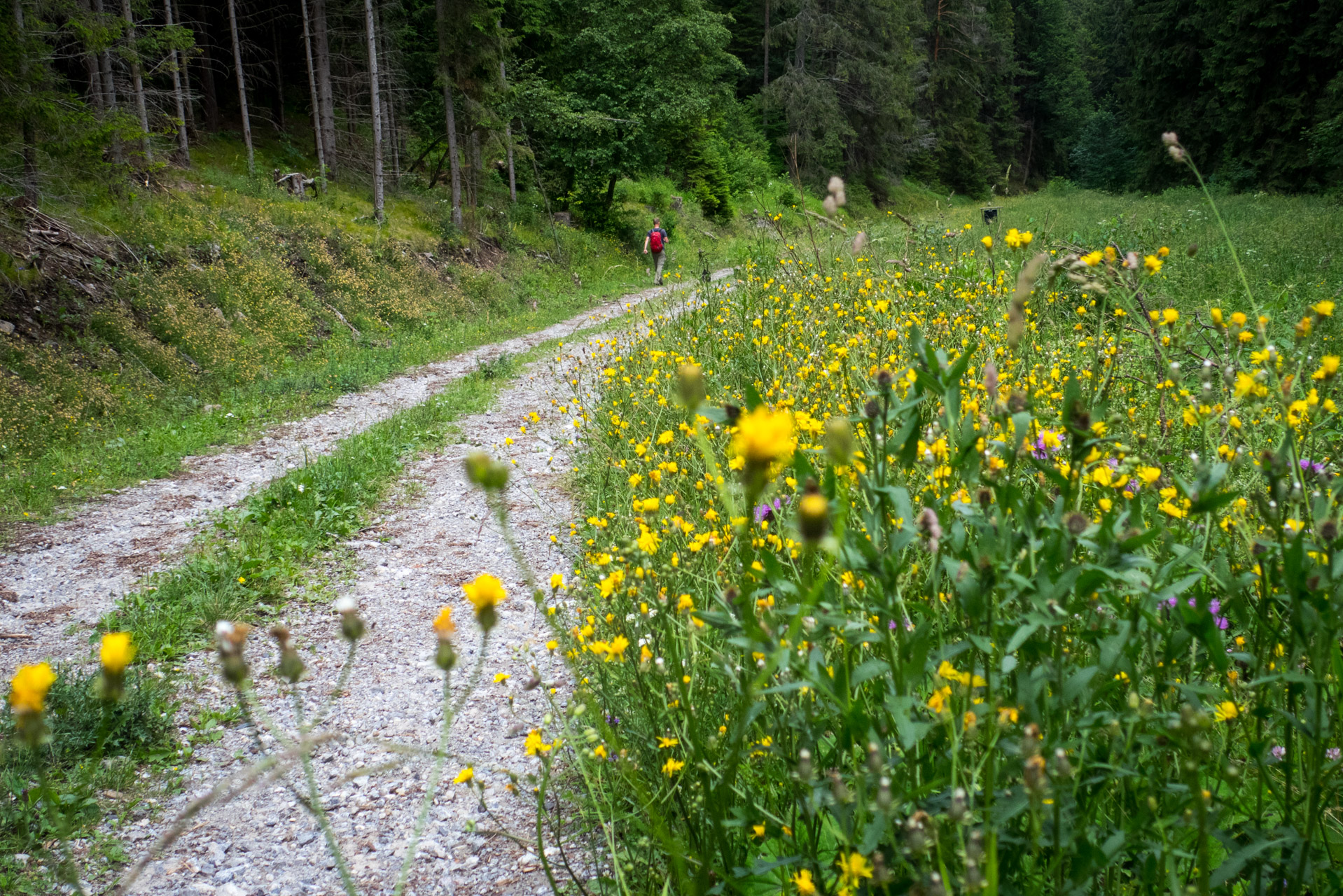 Krakova hoľa od Stanišovskej doliny, ústie (Nízke Tatry)