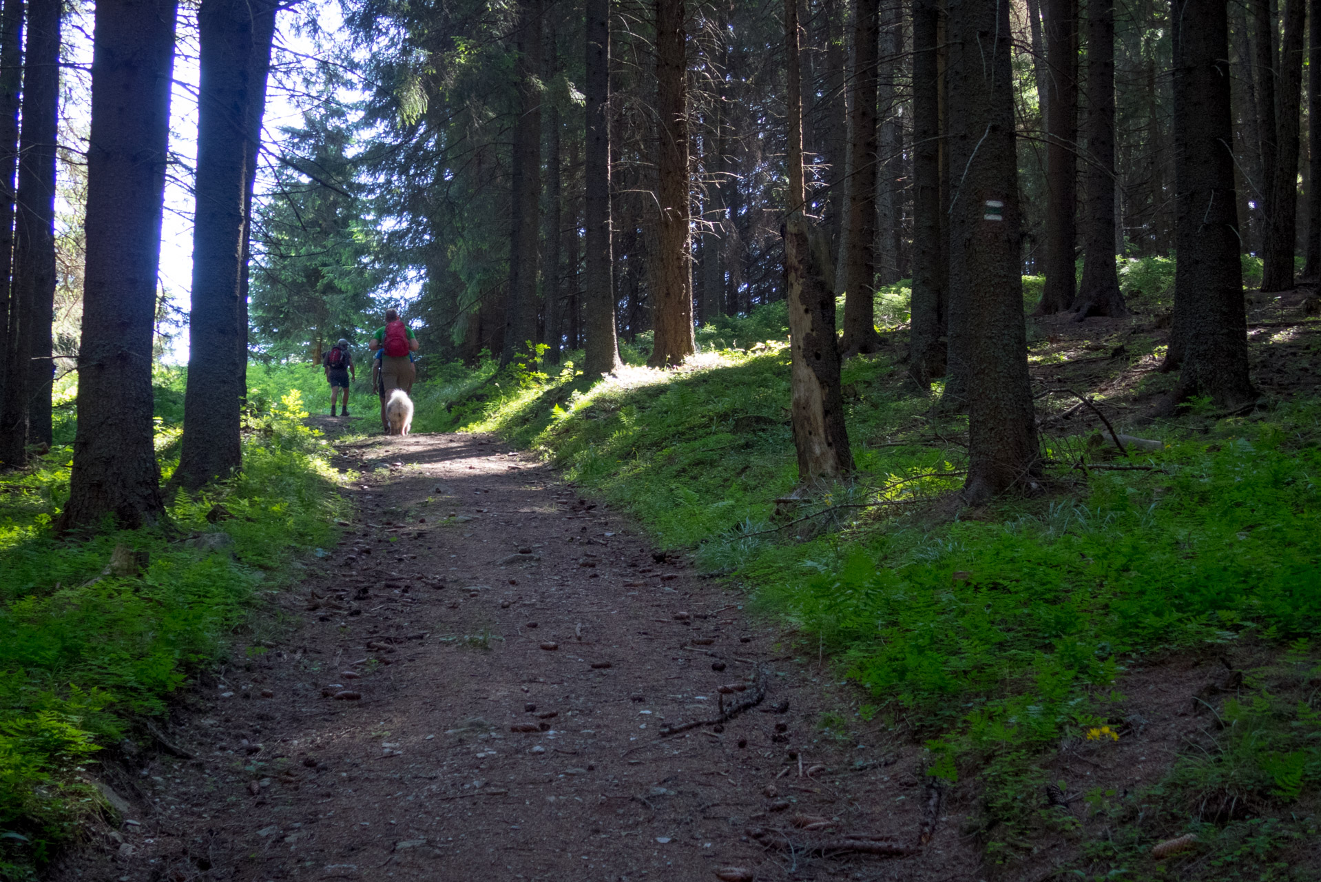 Kráľova hoľa a Ždiarske sedlo z Liptovskej Tepličky - Výpad (Nízke Tatry)