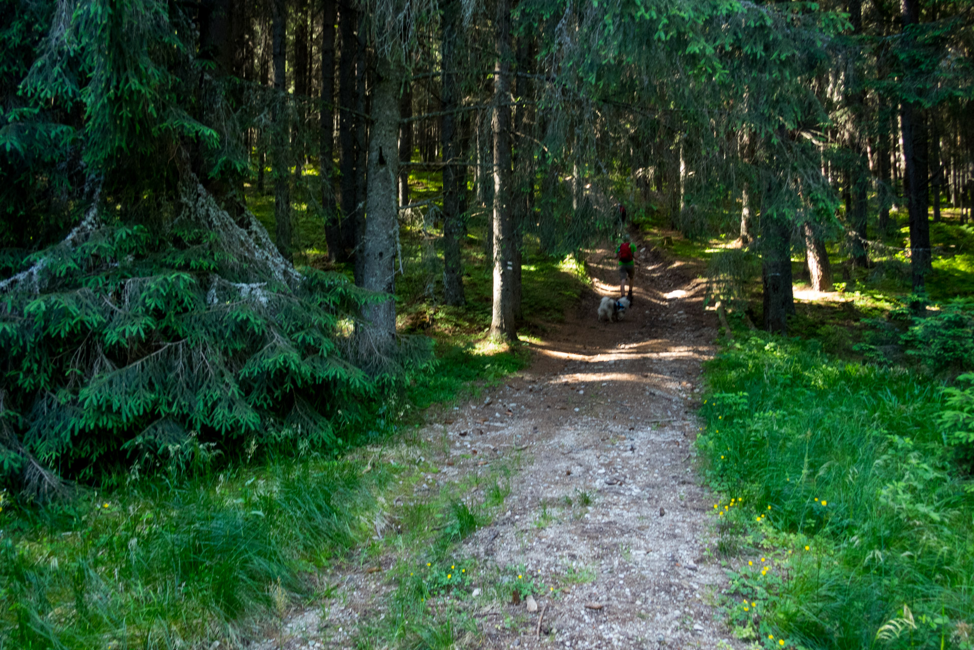 Kráľova hoľa a Ždiarske sedlo z Liptovskej Tepličky - Výpad (Nízke Tatry)