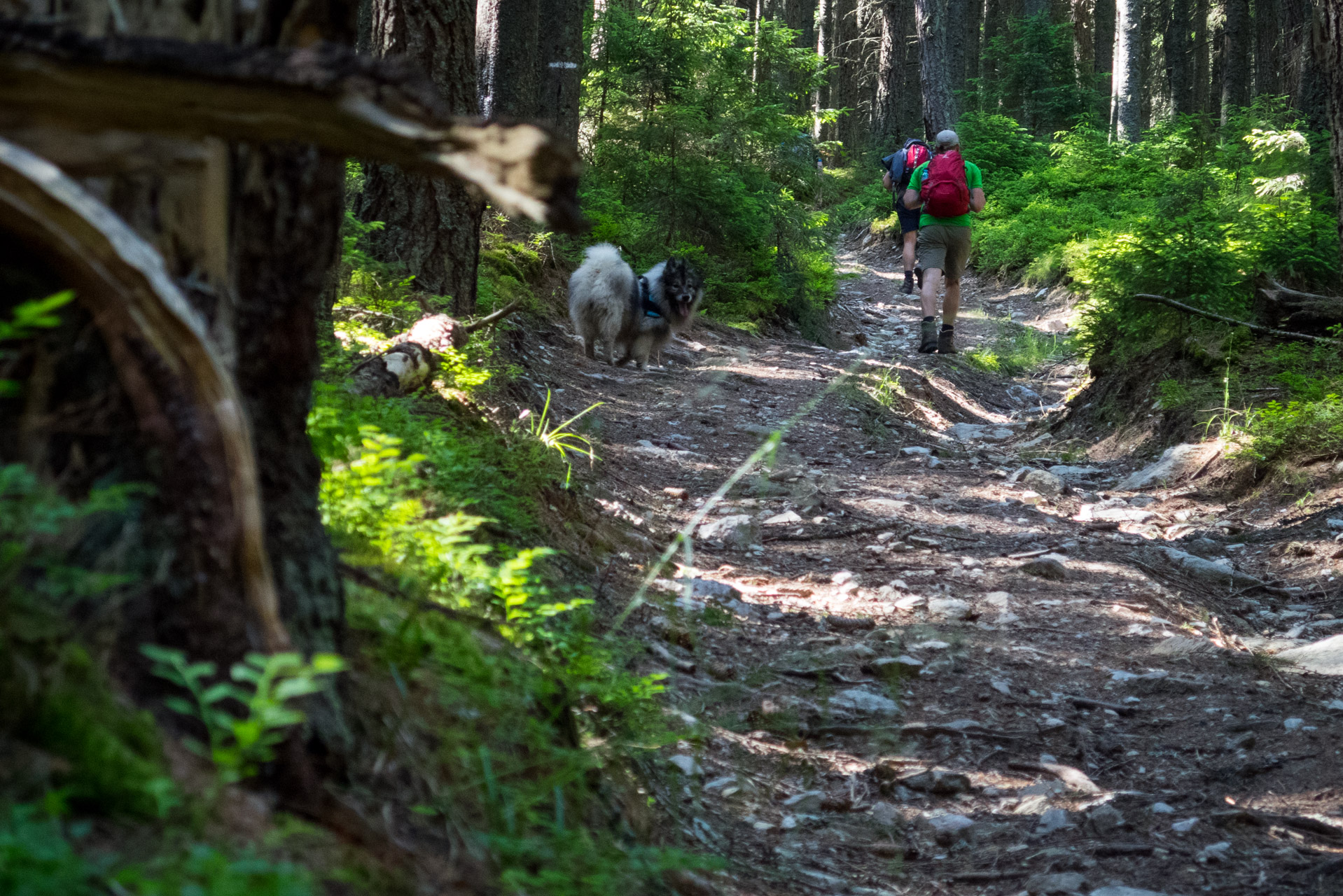 Kráľova hoľa a Ždiarske sedlo z Liptovskej Tepličky - Výpad (Nízke Tatry)