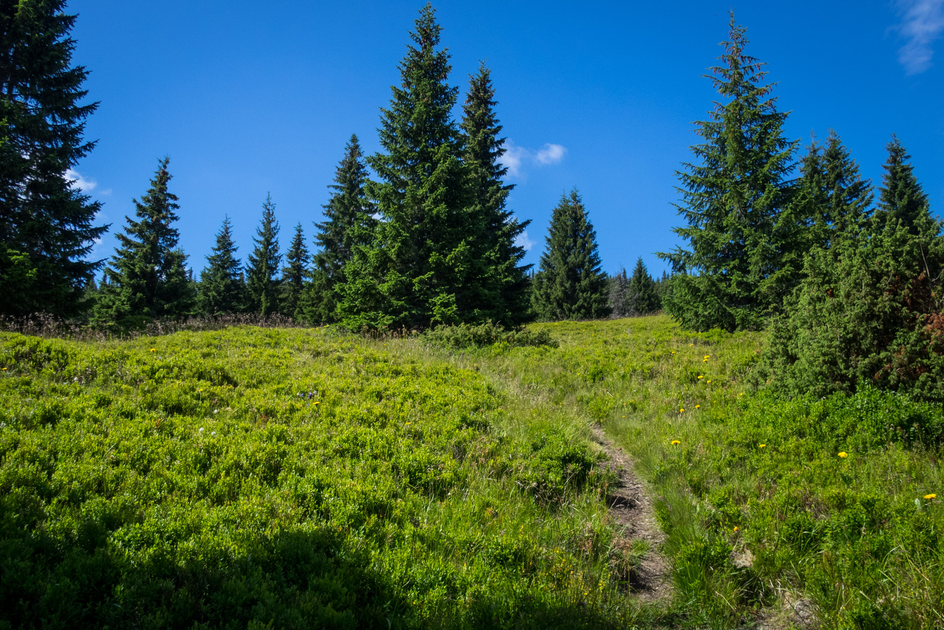 Kráľova hoľa a Ždiarske sedlo z Liptovskej Tepličky - Výpad (Nízke Tatry)