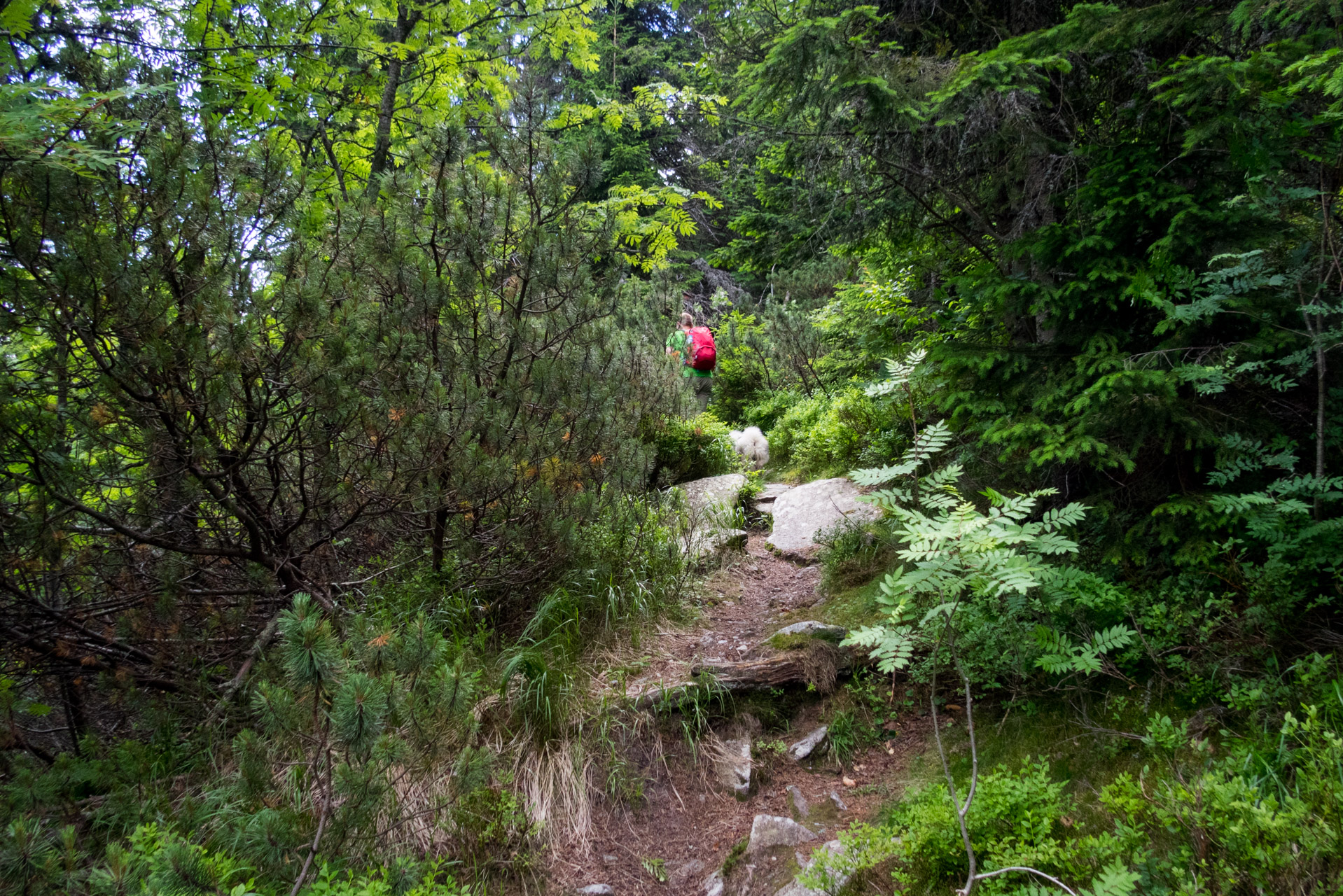 Kráľova hoľa a Ždiarske sedlo z Liptovskej Tepličky - Výpad (Nízke Tatry)