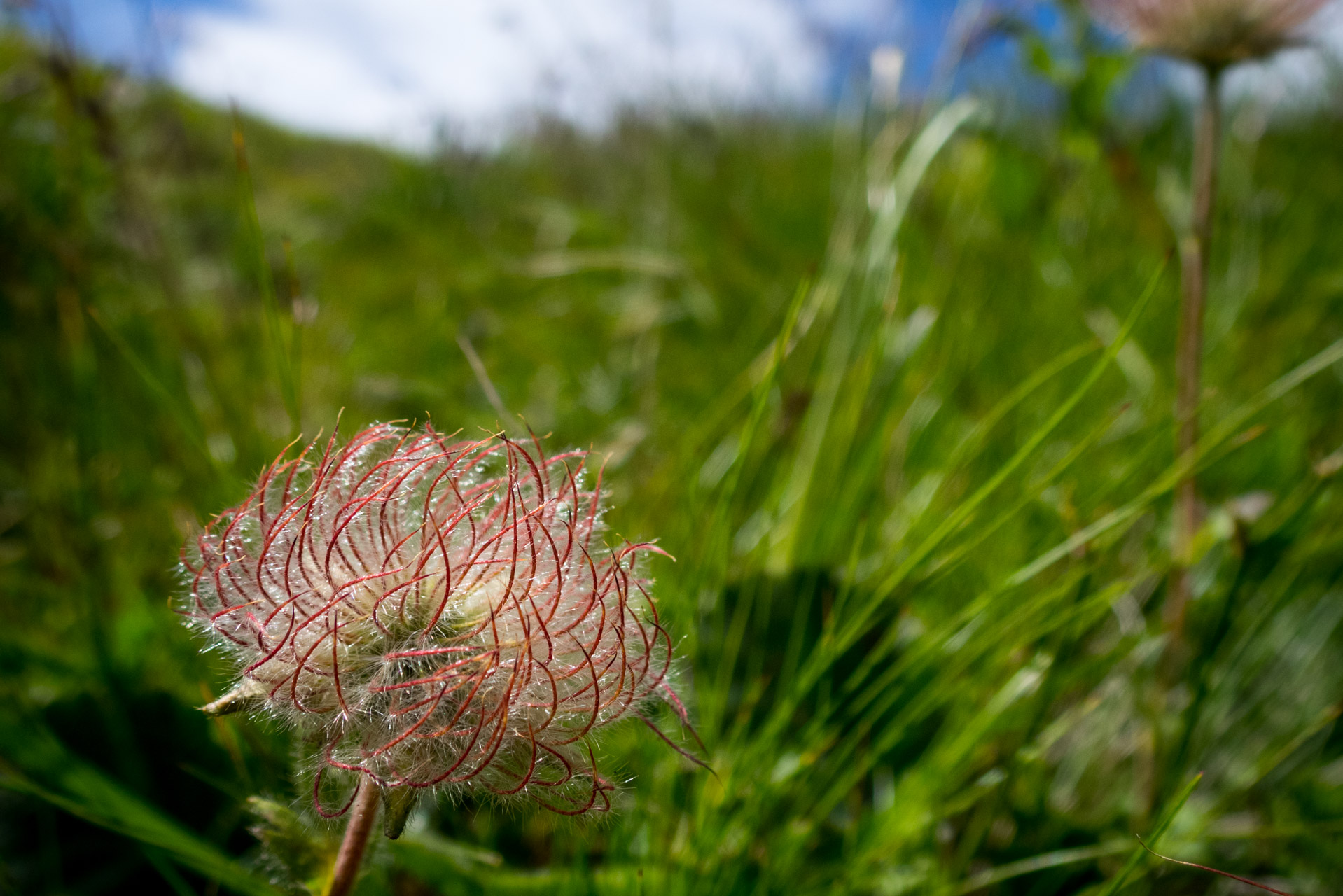 kuklica horská (Nízke Tatry)