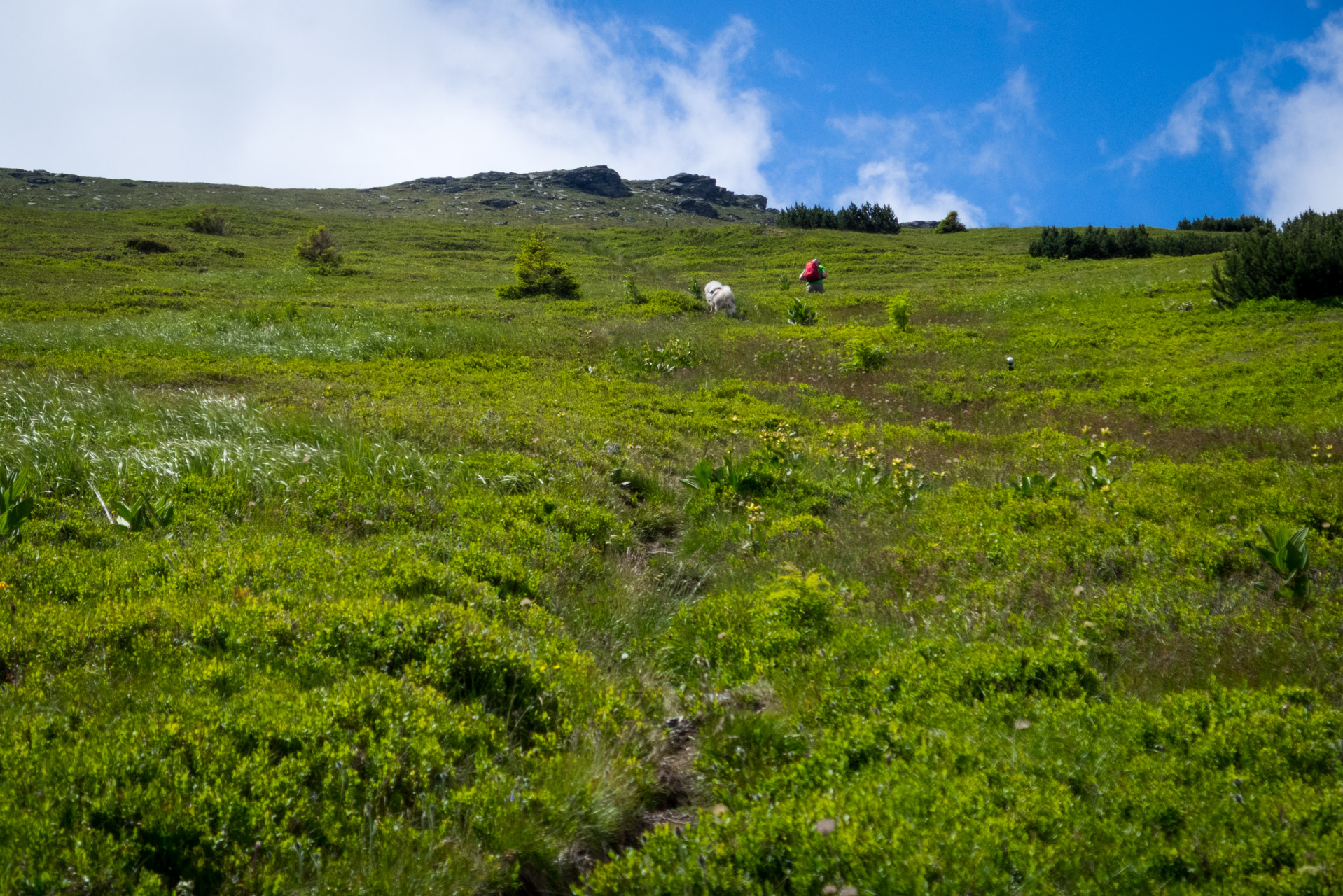 Kráľova hoľa a Ždiarske sedlo z Liptovskej Tepličky - Výpad (Nízke Tatry)