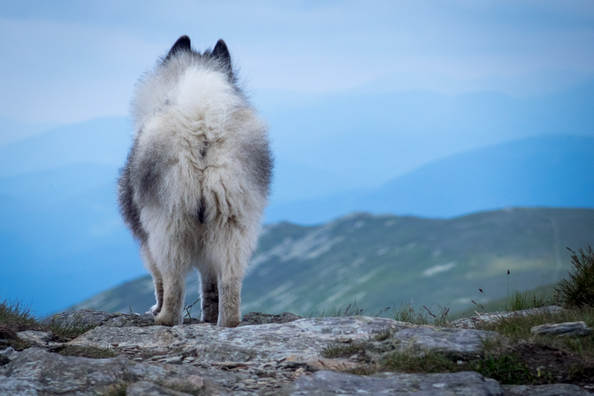 Kráľova hoľa a Ždiarske sedlo z Liptovskej Tepličky - Výpad (Nízke Tatry)