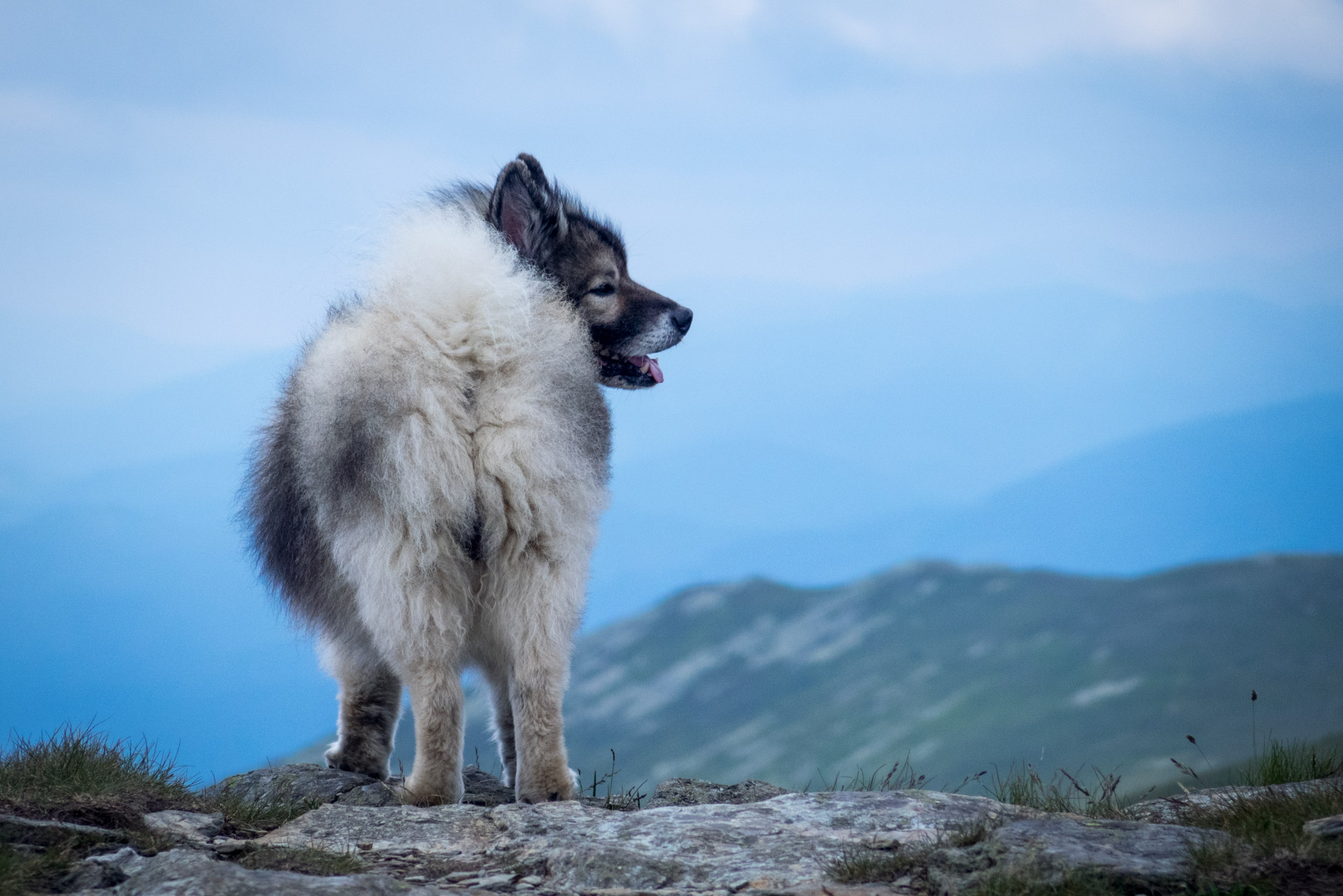 Kráľova hoľa a Ždiarske sedlo z Liptovskej Tepličky - Výpad (Nízke Tatry)