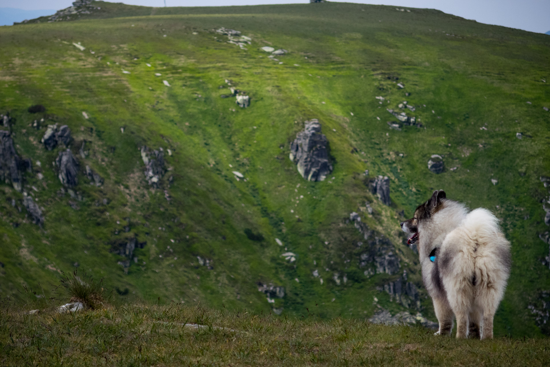 Kráľova hoľa a Ždiarske sedlo z Liptovskej Tepličky - Výpad (Nízke Tatry)