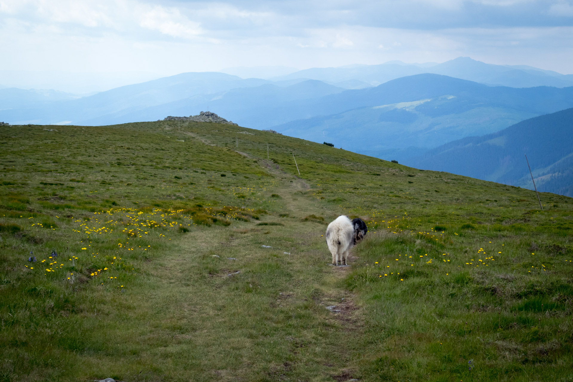 Kráľova hoľa a Ždiarske sedlo z Liptovskej Tepličky - Výpad (Nízke Tatry)