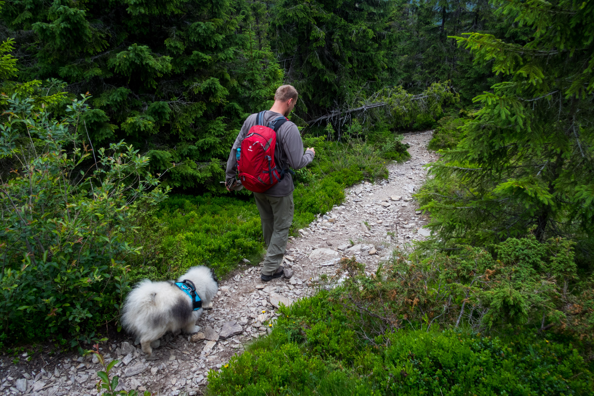 Kráľova hoľa a Ždiarske sedlo z Liptovskej Tepličky - Výpad (Nízke Tatry)