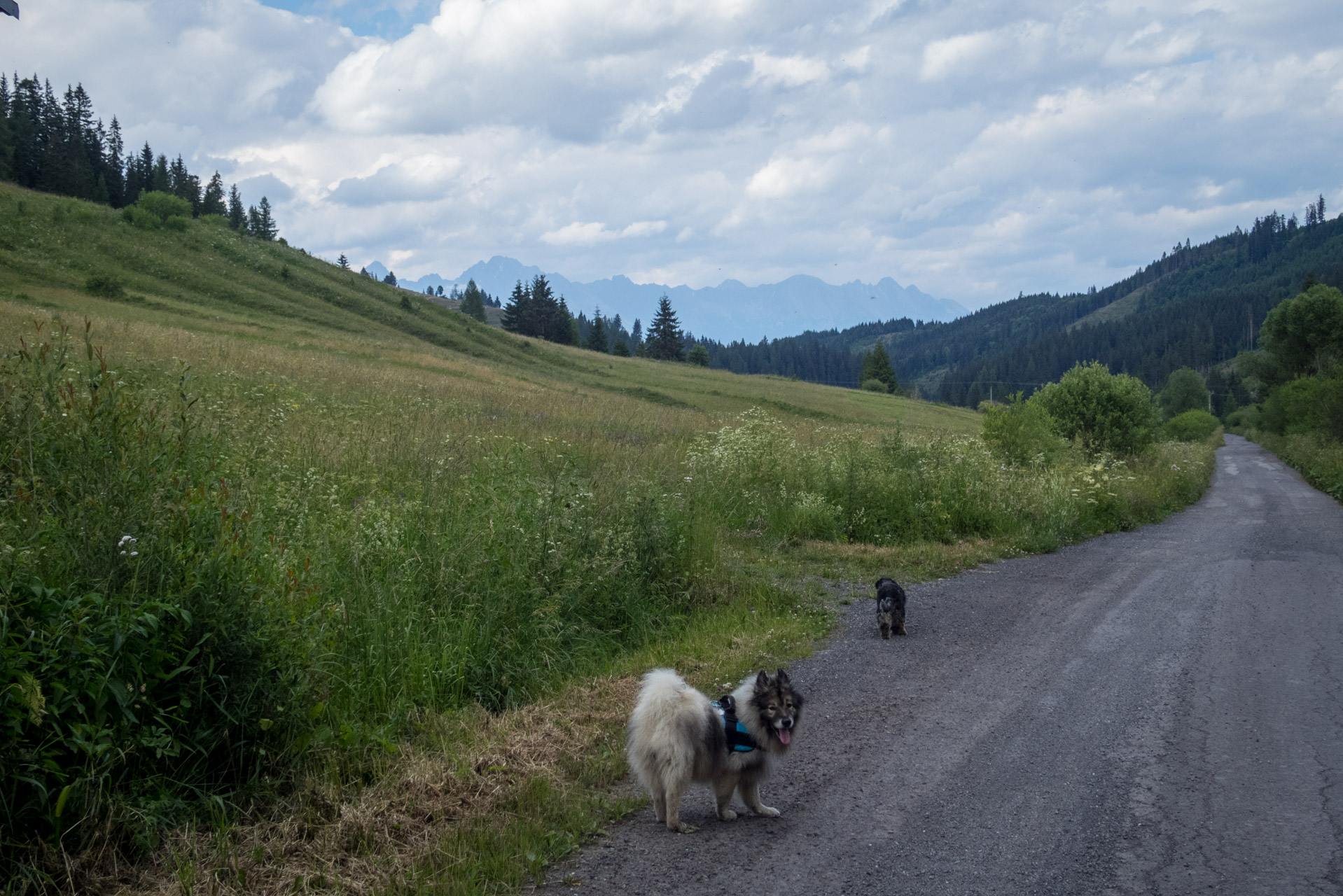 Kráľova hoľa a Ždiarske sedlo z Liptovskej Tepličky - Výpad (Nízke Tatry)