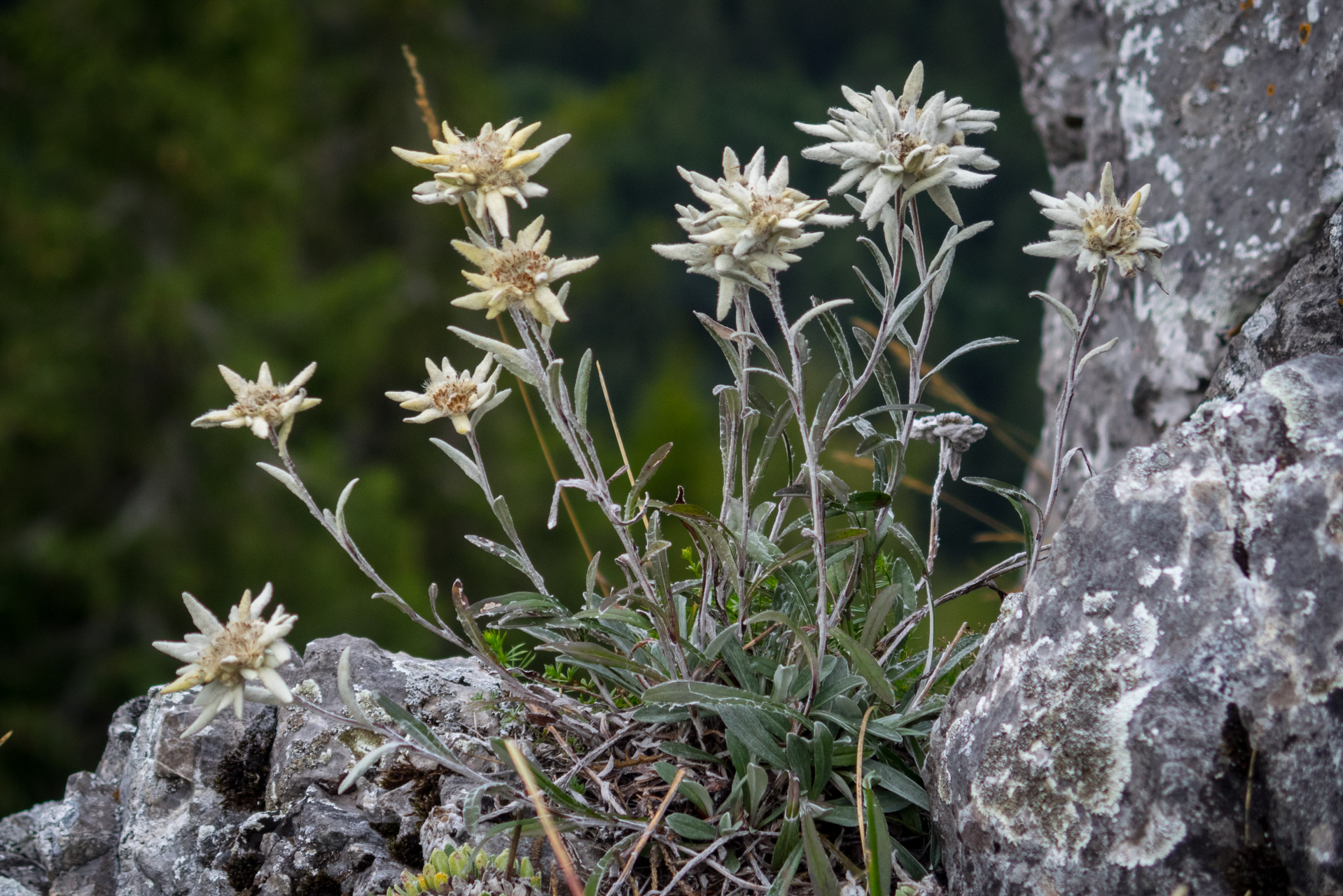 plesnivec alpínsky, Leontopodium alpinum Cass.