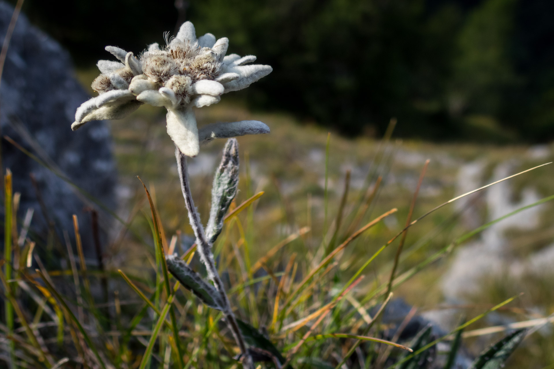 Ohnište z Malužinej (Pufo is Ten) (Nízke Tatry)