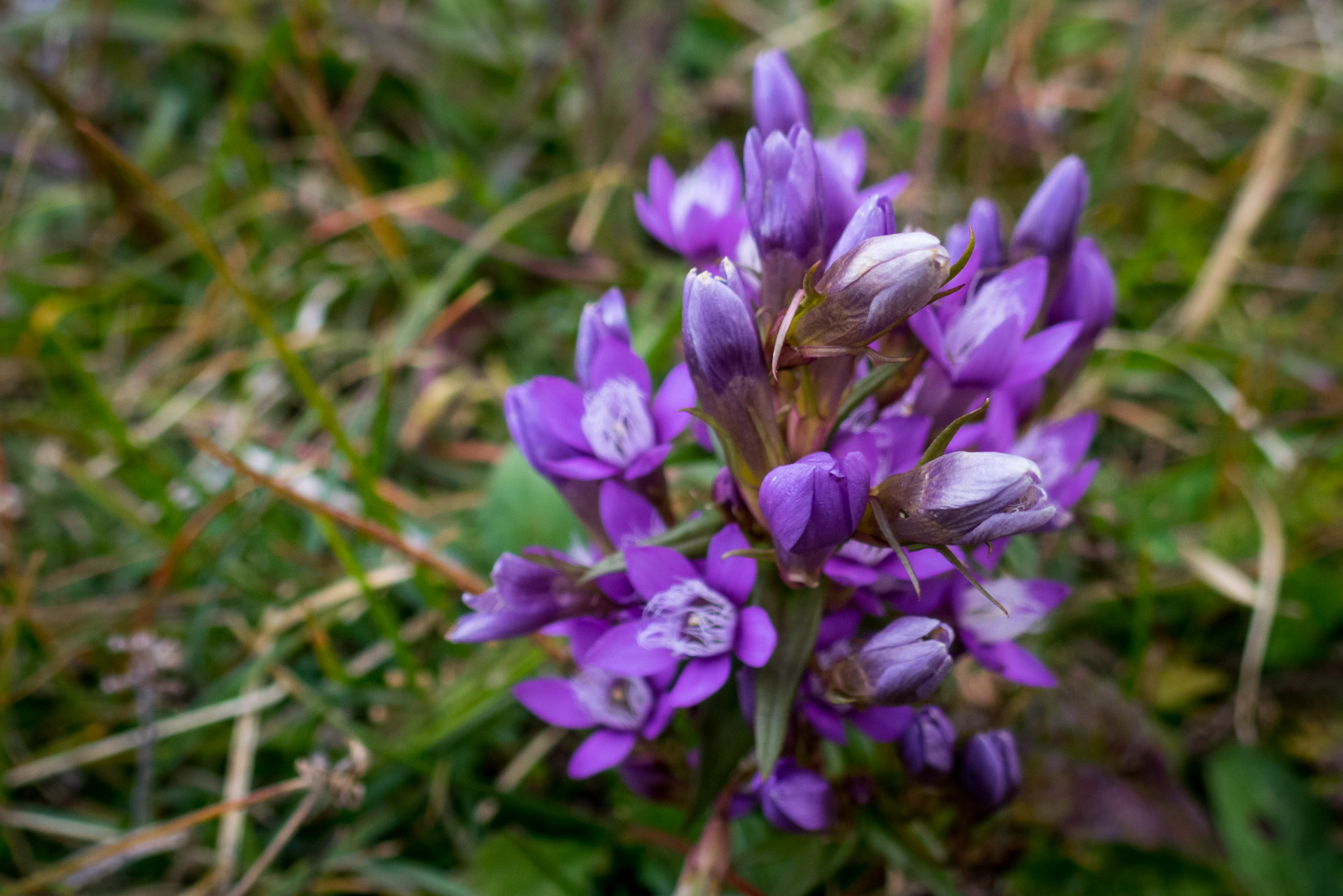 Ohnište z Malužinej (Pufo is Ten) (Nízke Tatry)