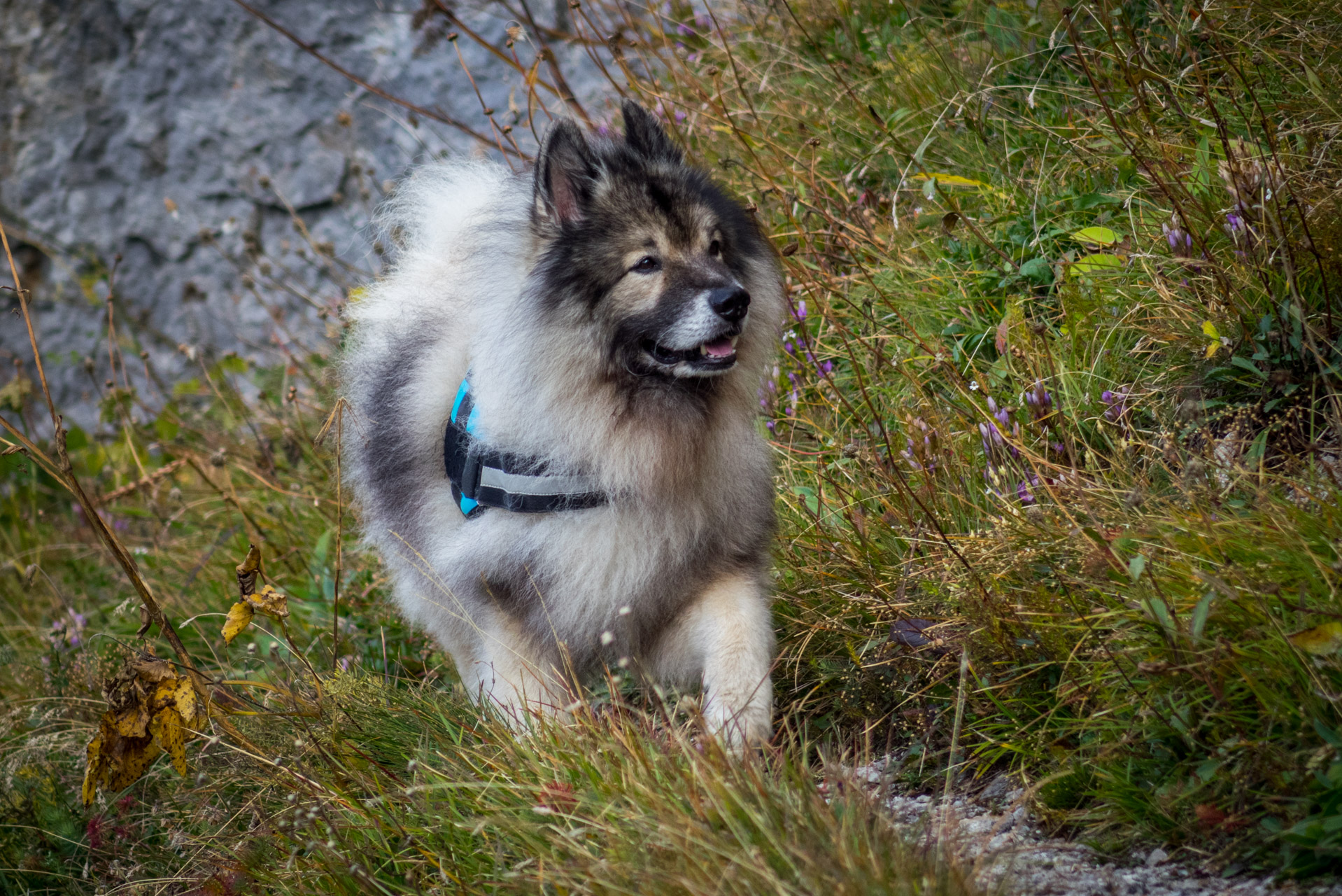 Ohnište z Malužinej (Pufo is Ten) (Nízke Tatry)