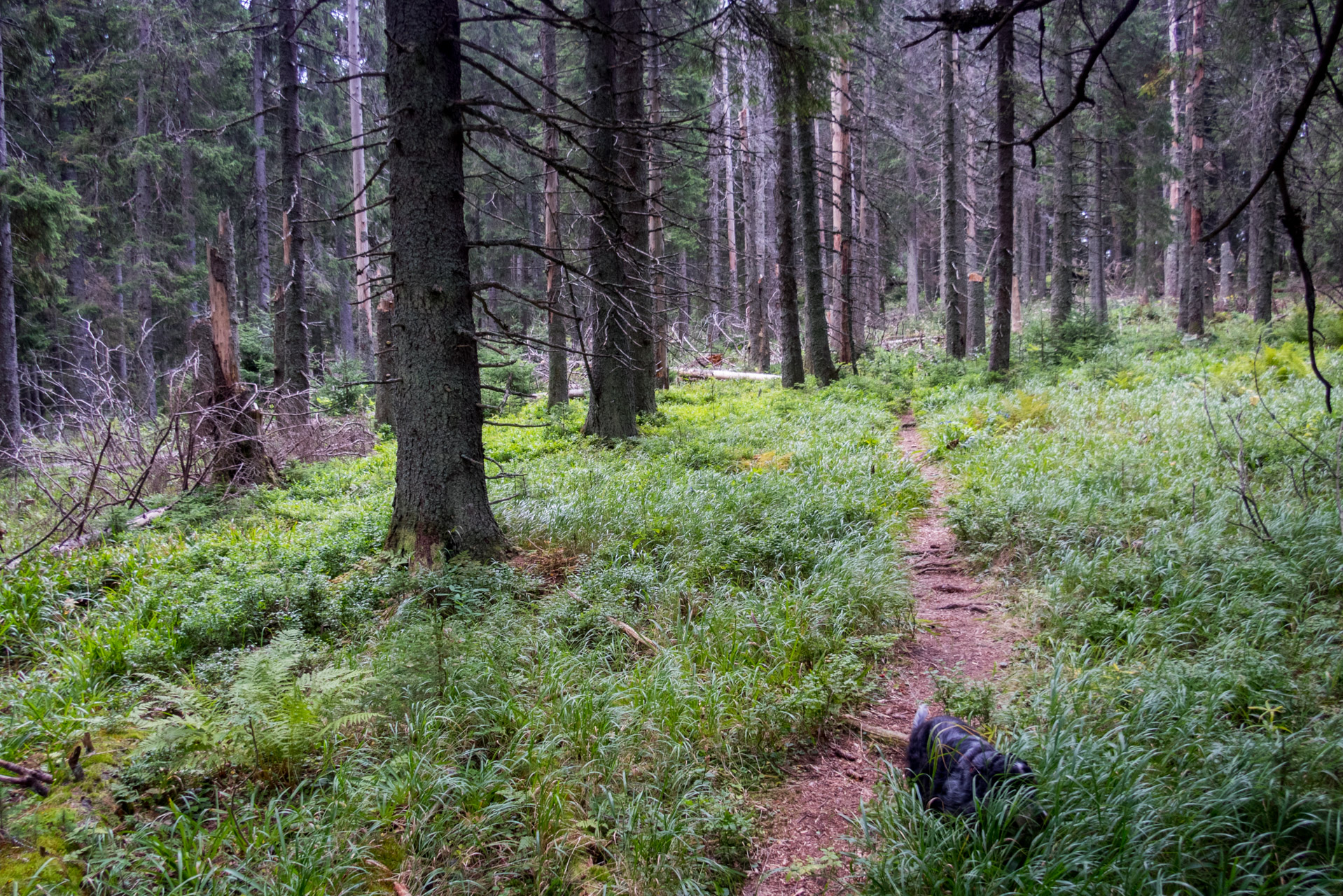 Ohnište z Malužinej (Pufo is Ten) (Nízke Tatry)