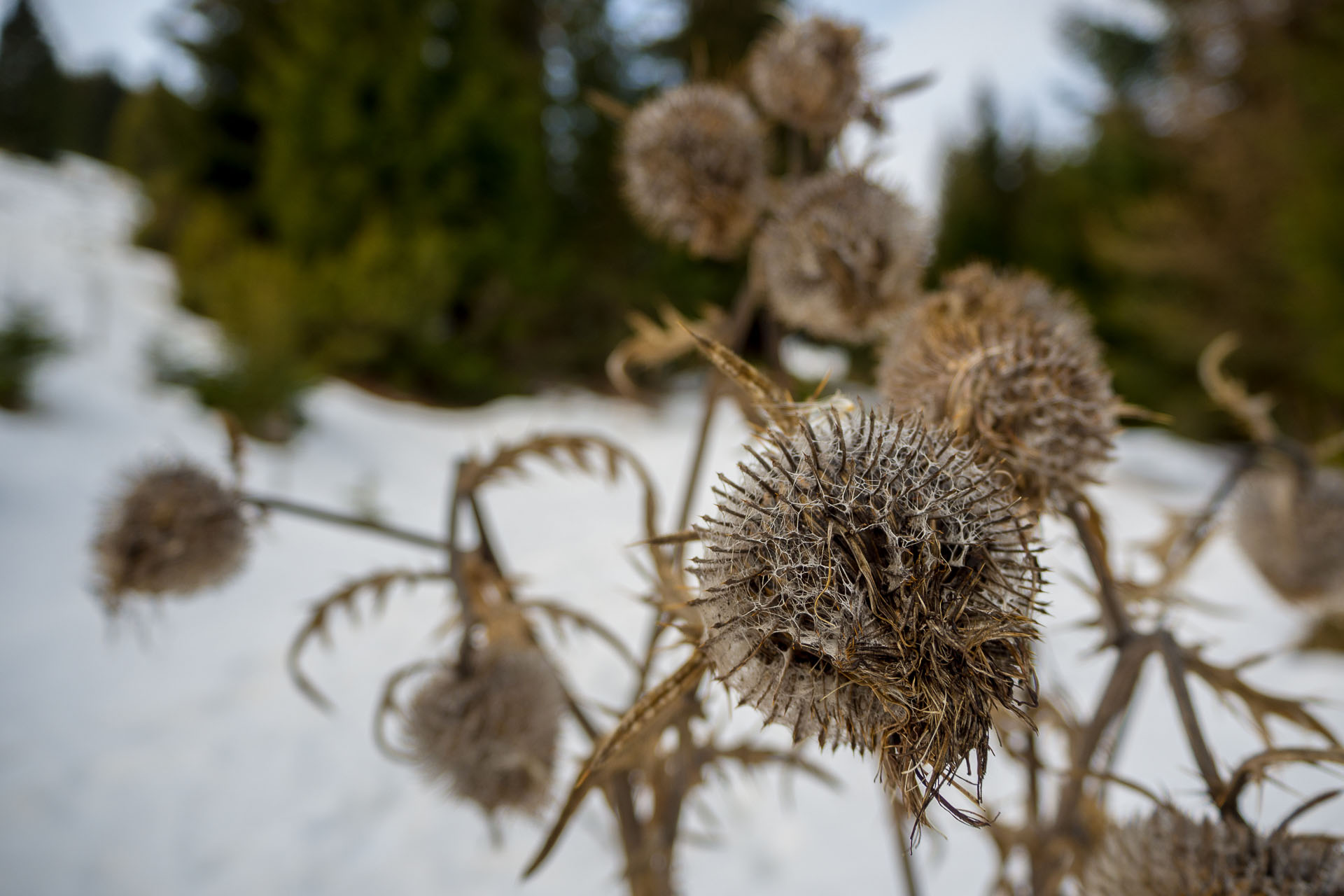 Panská hoľa z Liptovskej Tepličky (Nízke Tatry)