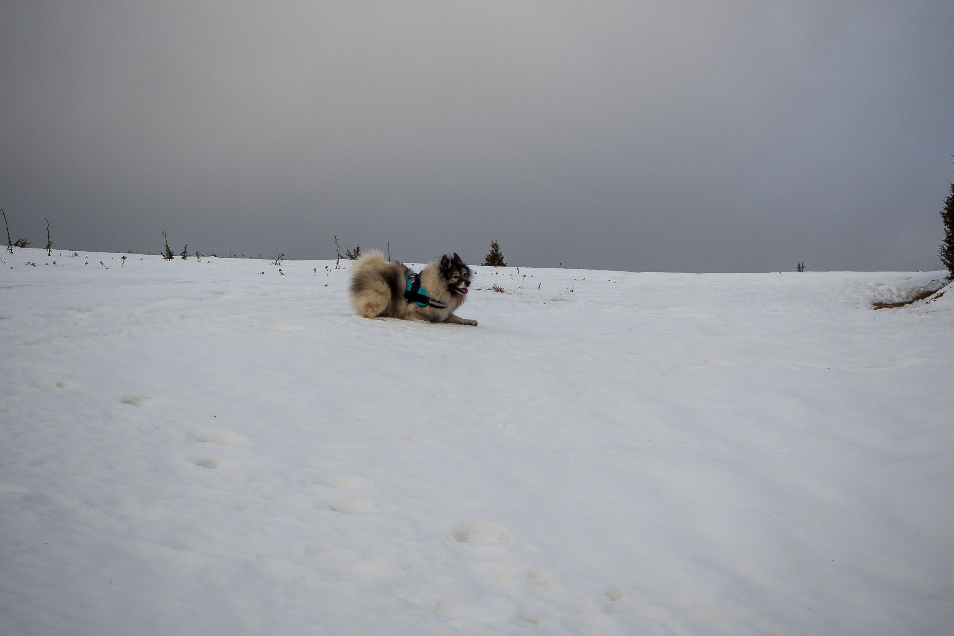 Panská hoľa z Liptovskej Tepličky (Nízke Tatry)