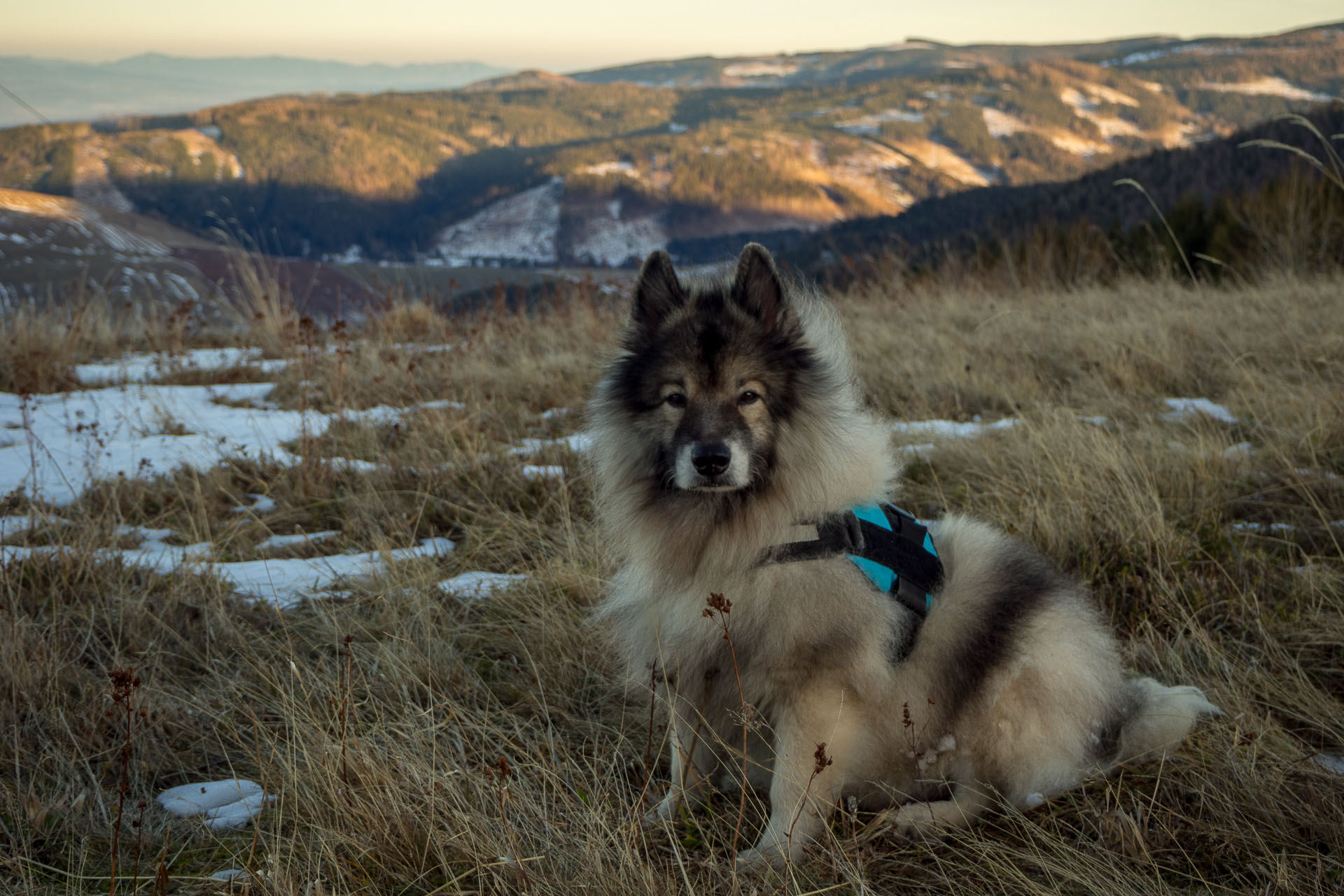 Panská hoľa z Liptovskej Tepličky (Nízke Tatry)