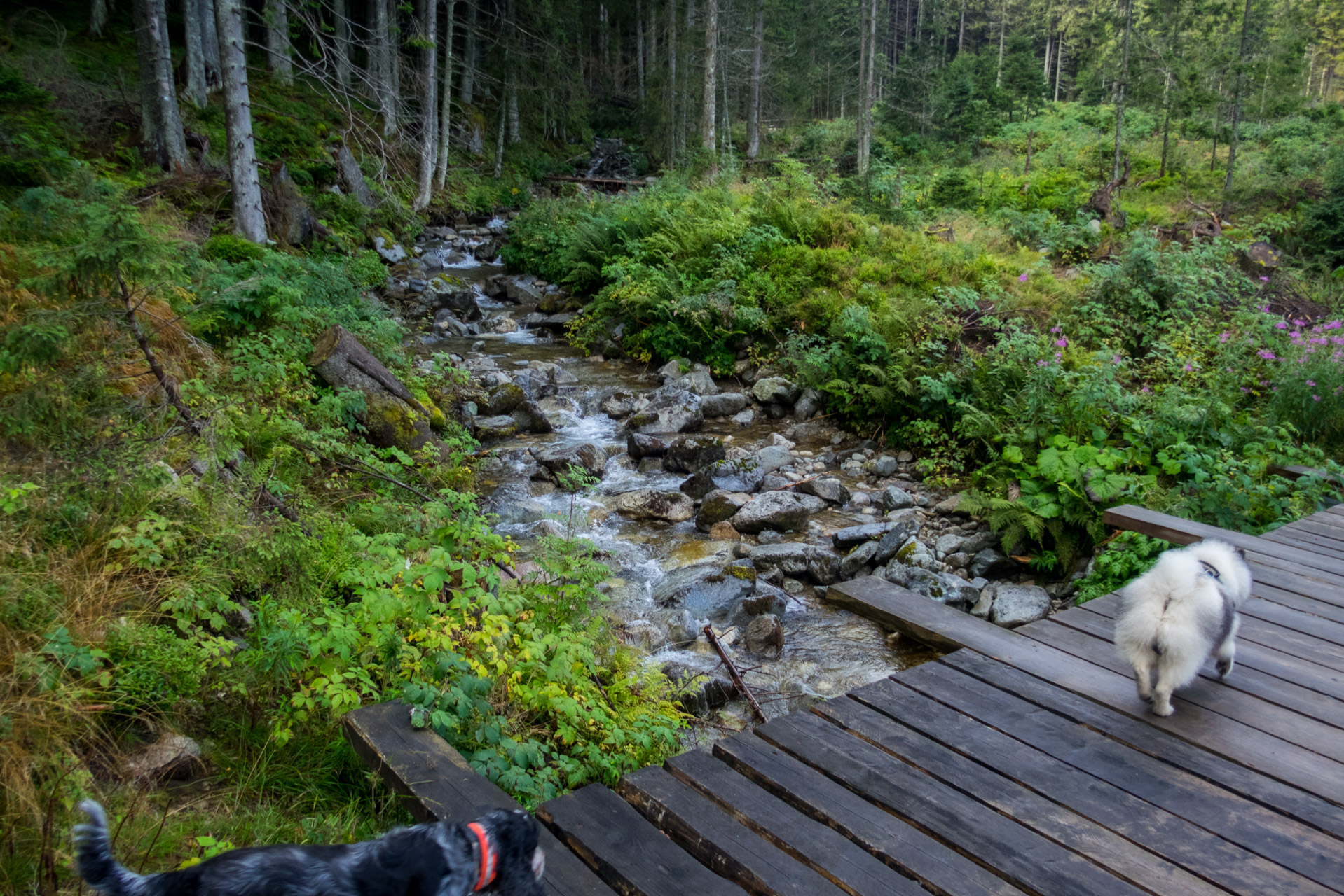 Poľana, Bôr a Siná za jeden deň (Nízke Tatry)