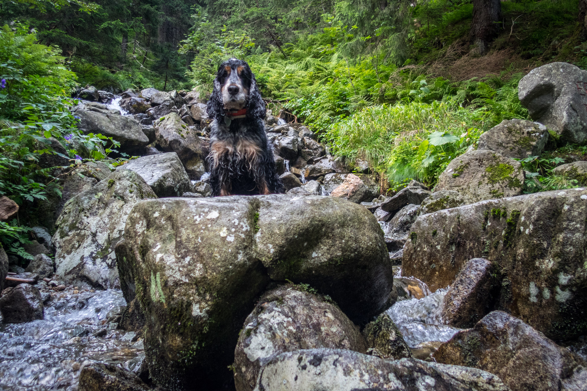 Poľana, Bôr a Siná za jeden deň (Nízke Tatry)