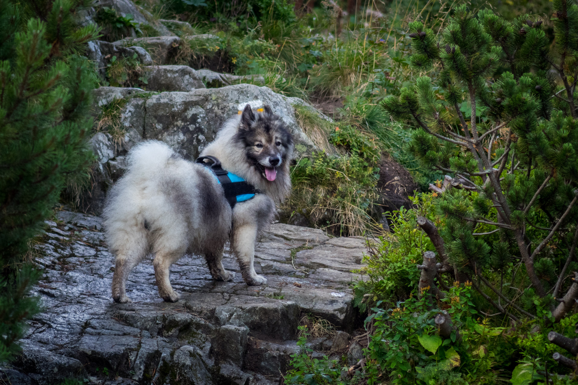 Poľana, Bôr a Siná za jeden deň (Nízke Tatry)