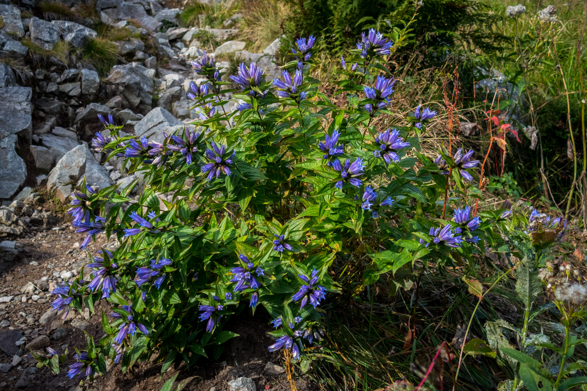 Poľana, Bôr a Siná za jeden deň (Nízke Tatry)