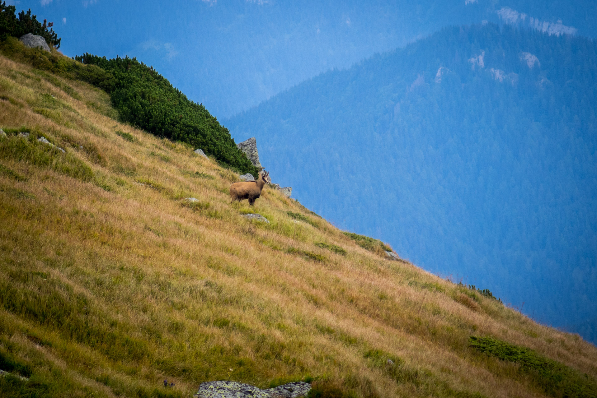 Poľana, Bôr a Siná za jeden deň (Nízke Tatry)