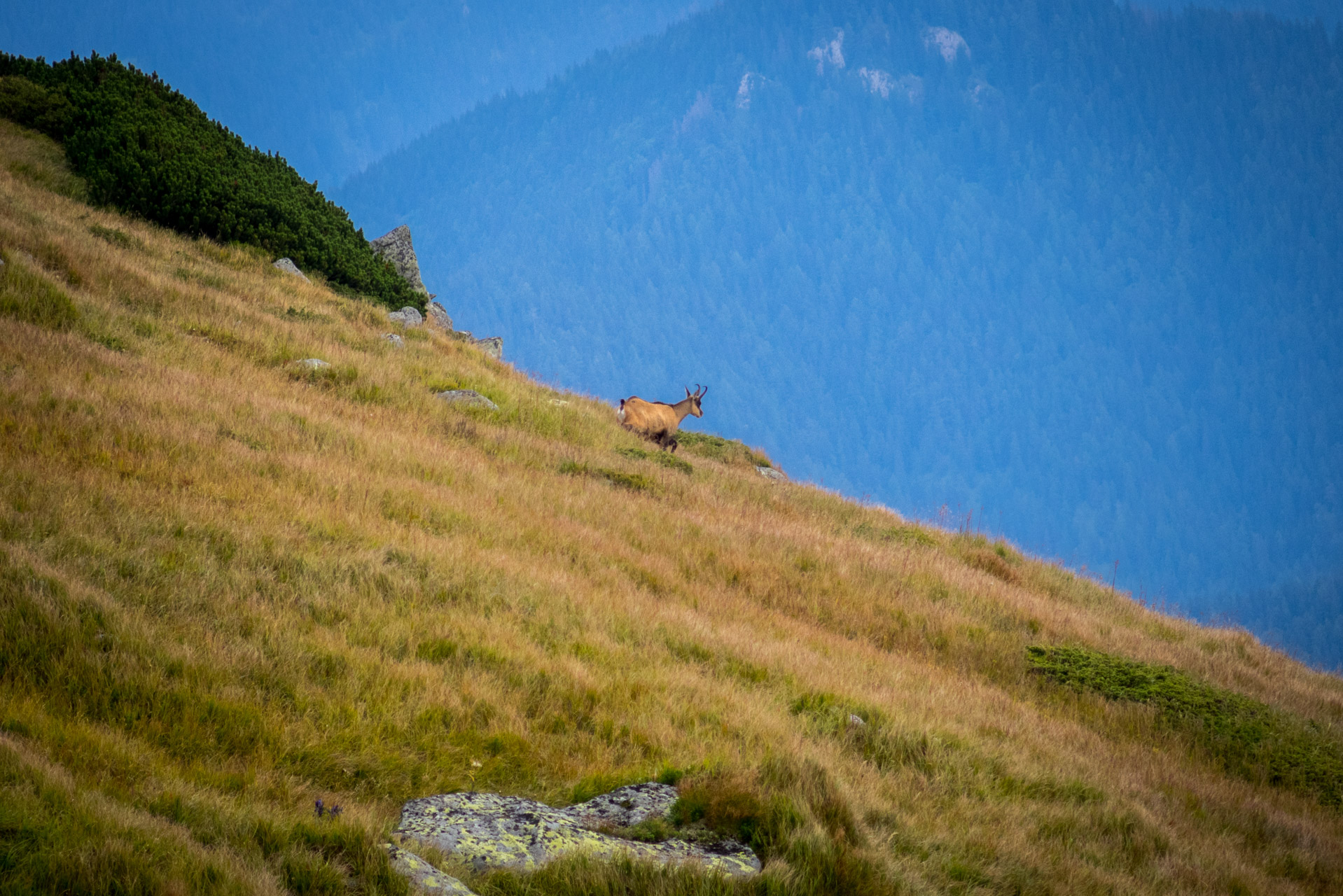 Poľana, Bôr a Siná za jeden deň (Nízke Tatry)