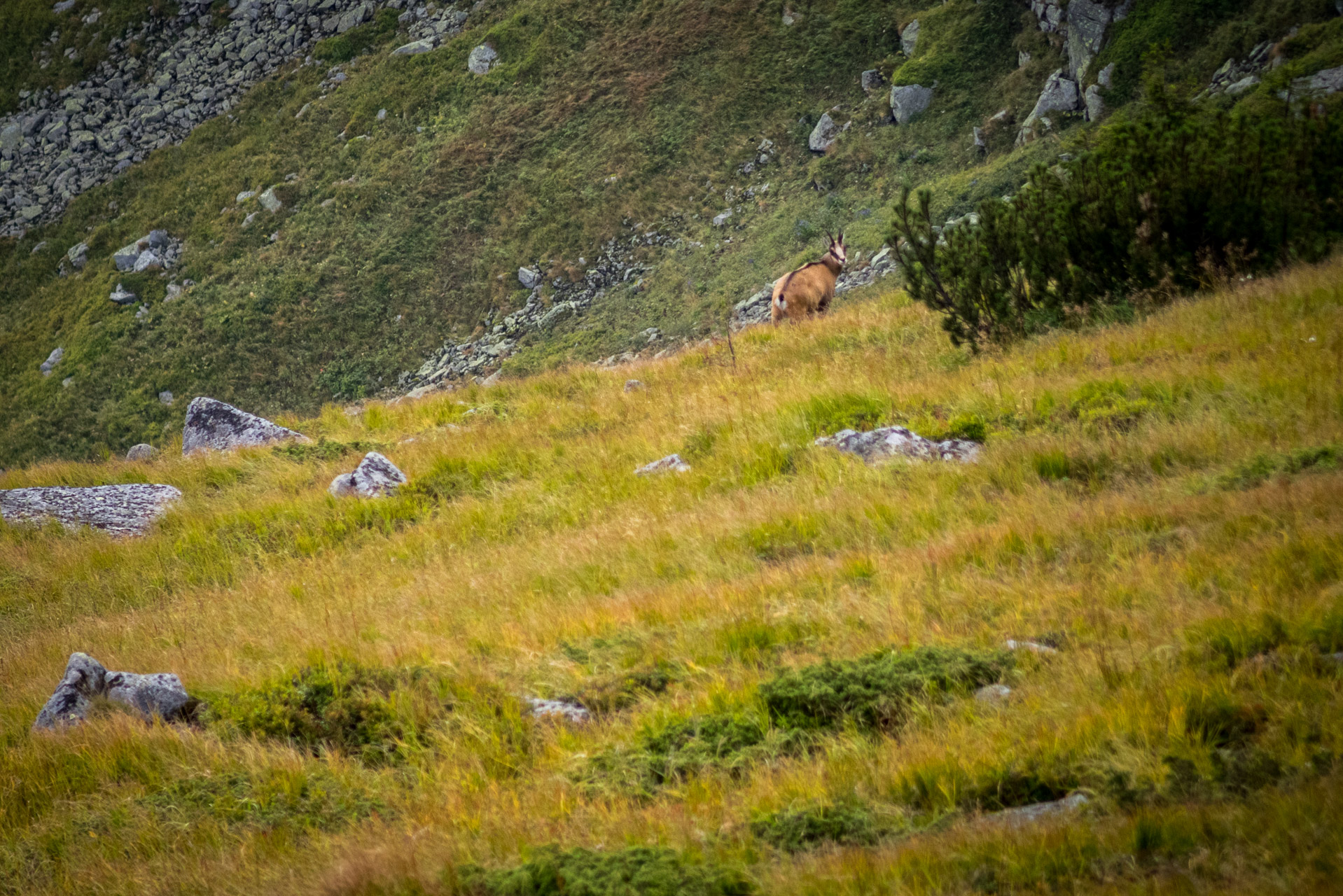 Poľana, Bôr a Siná za jeden deň (Nízke Tatry)