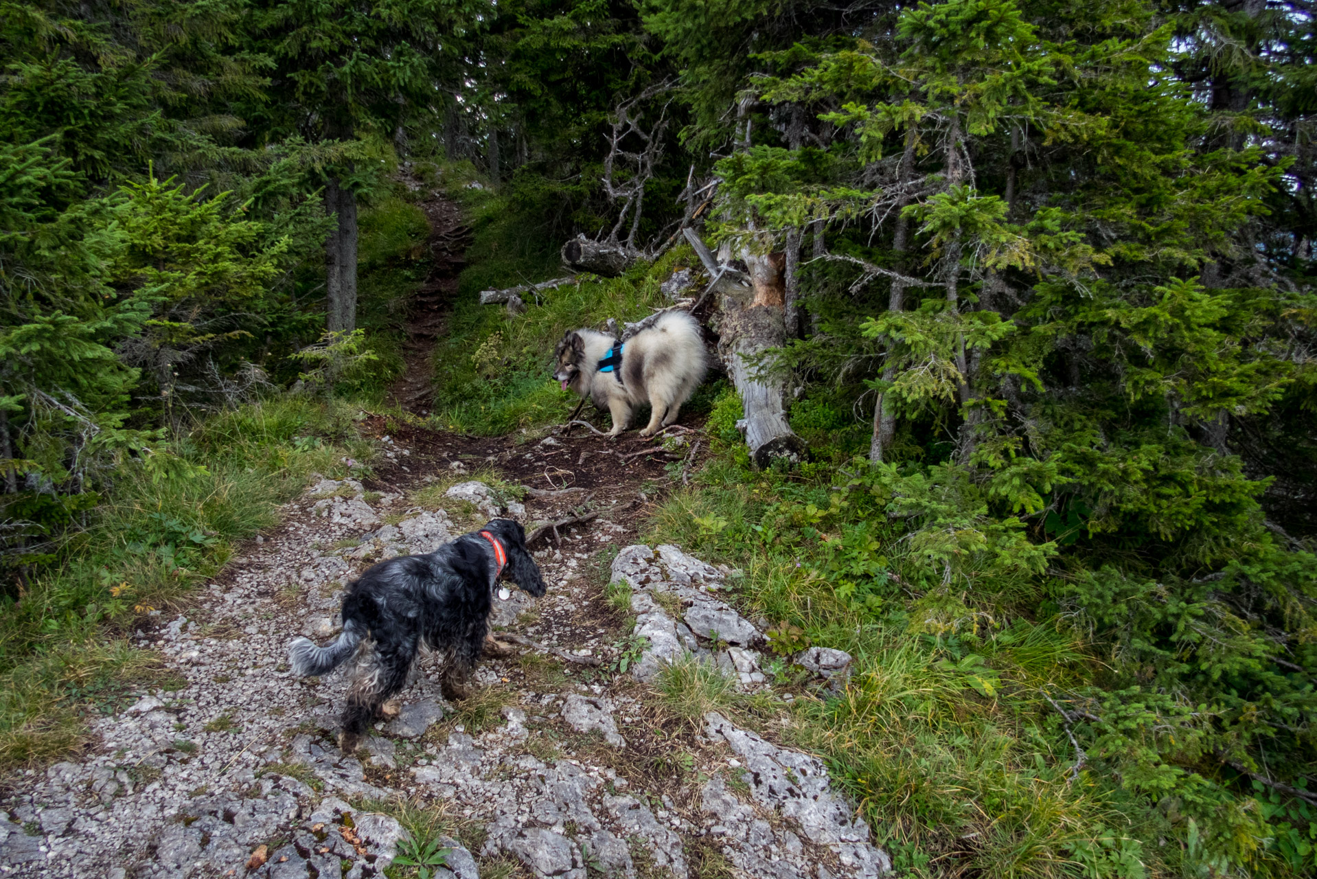 Poľana, Bôr a Siná za jeden deň (Nízke Tatry)