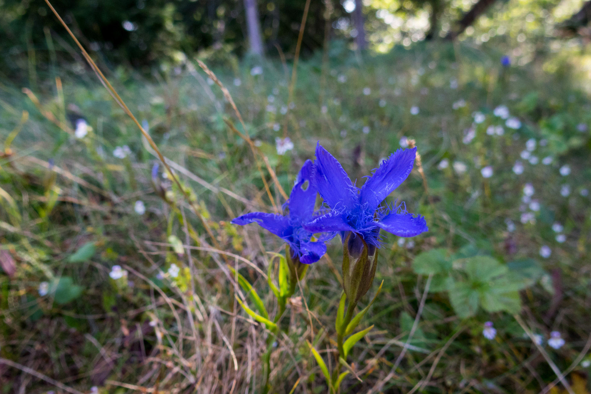 Poludnica z Iľanova cez sedlo pod Kúpeľom (Nízke Tatry)